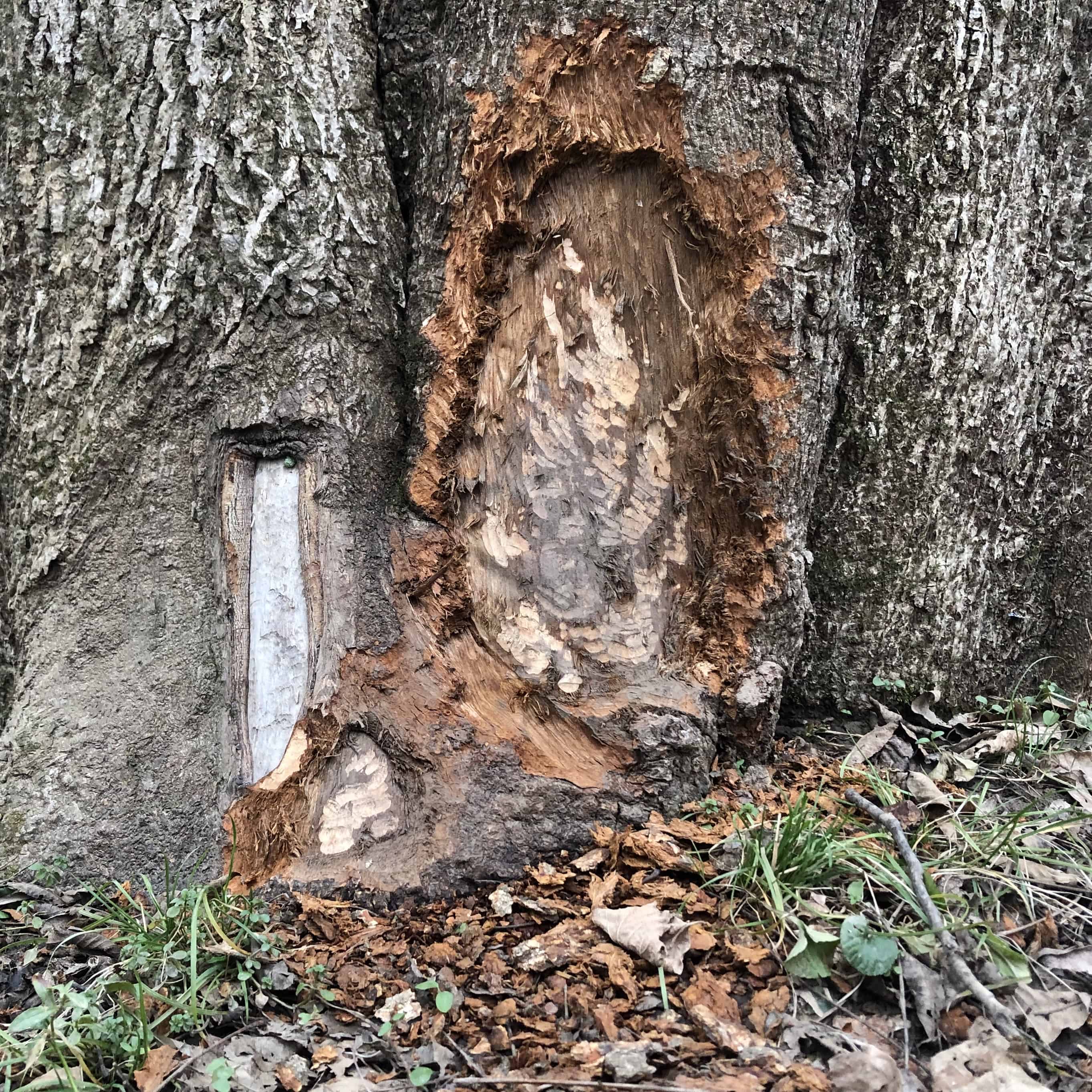 Most likely old and new beaver damage. 
