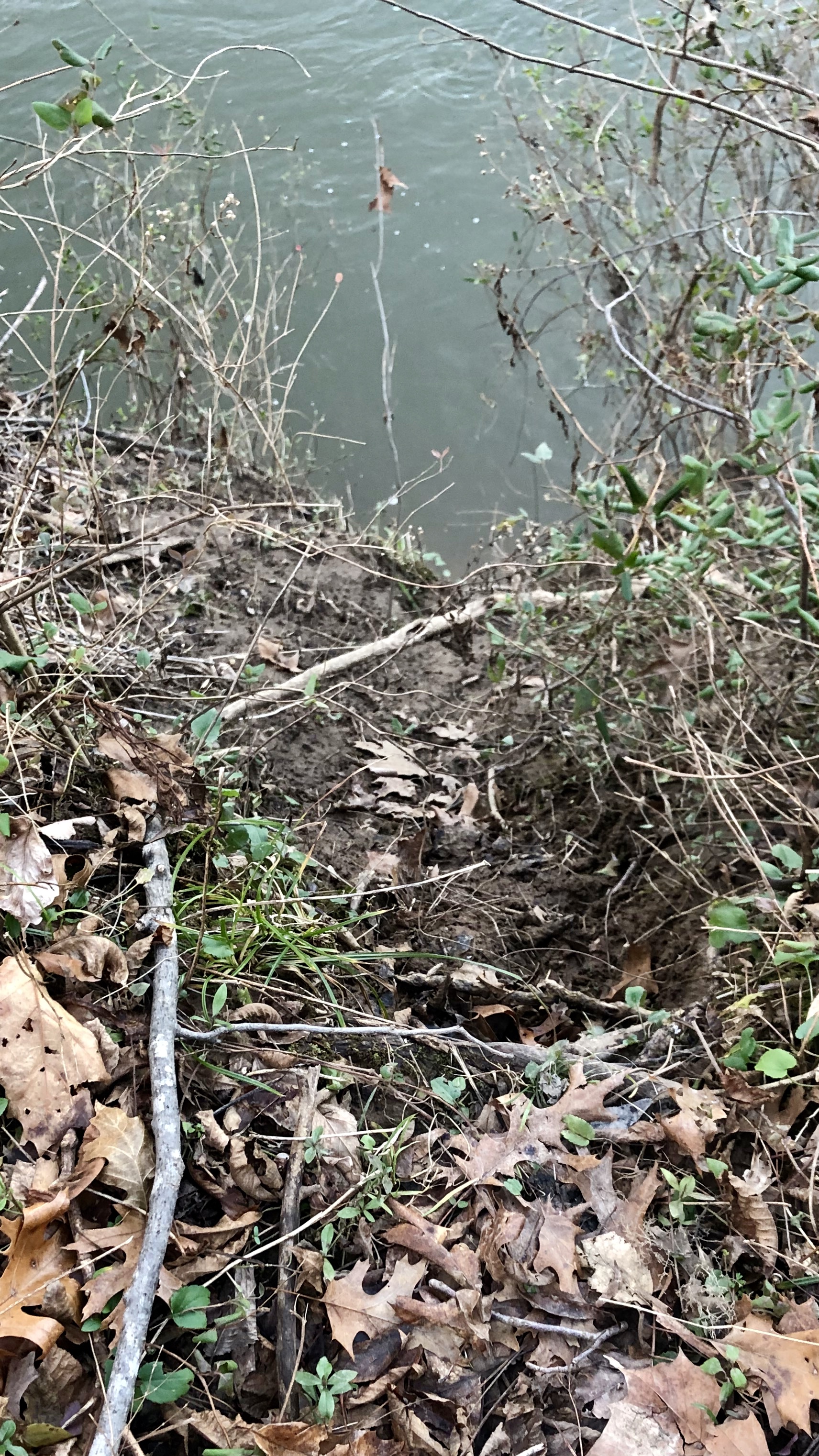 Beaver trail to the water.