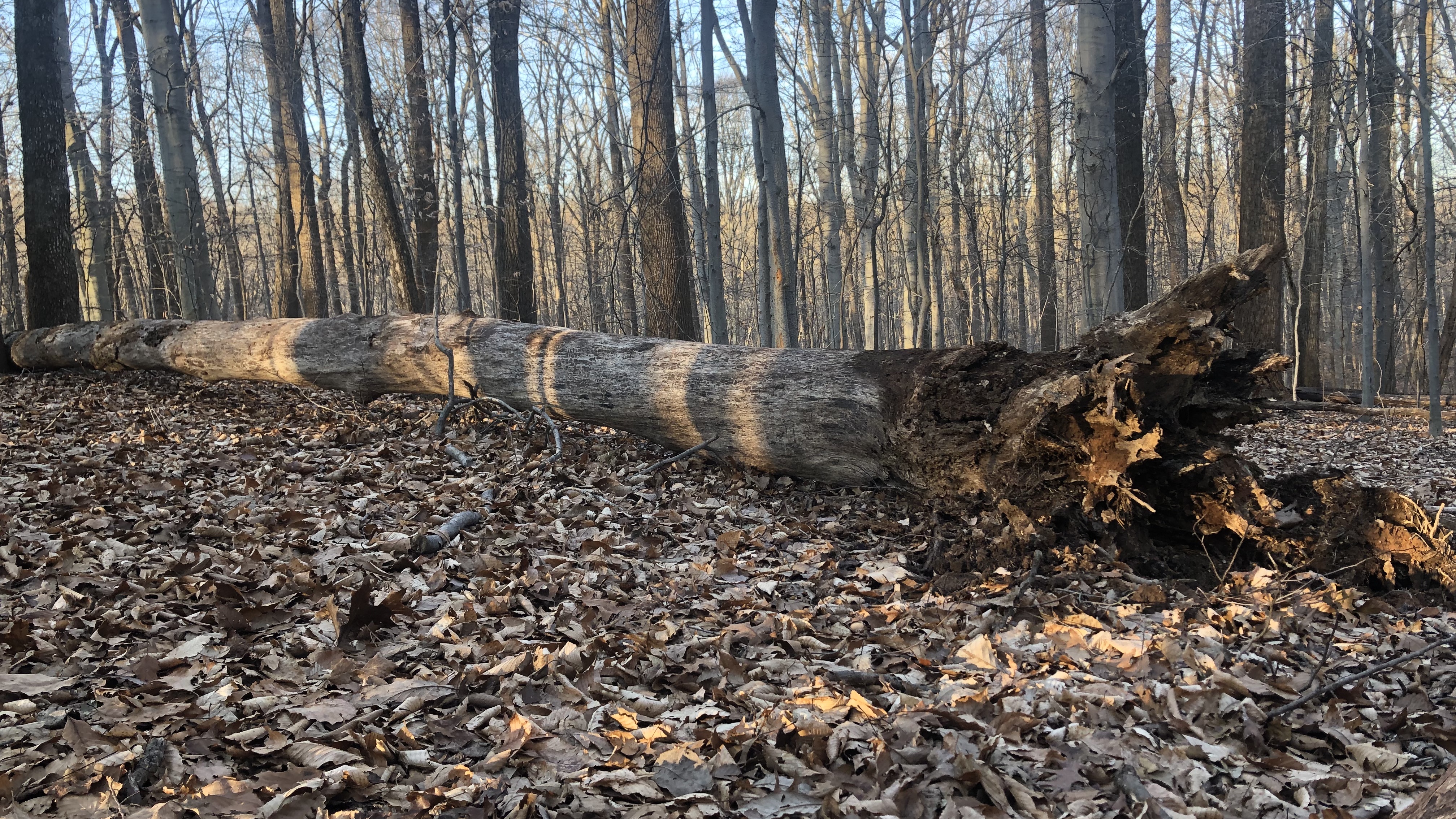 Dead tree showing decayed roots 