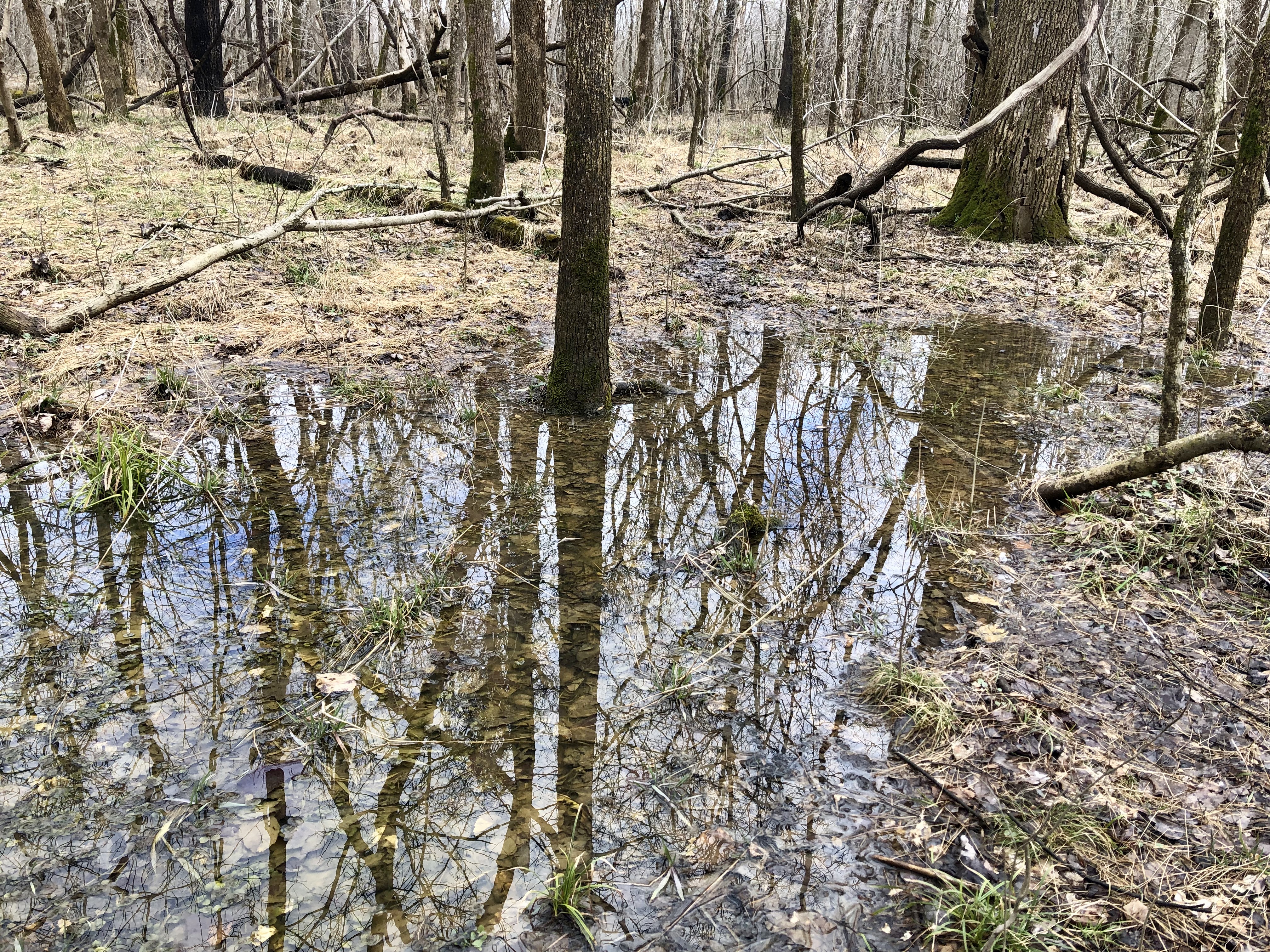 wet soil, flooded roots. 