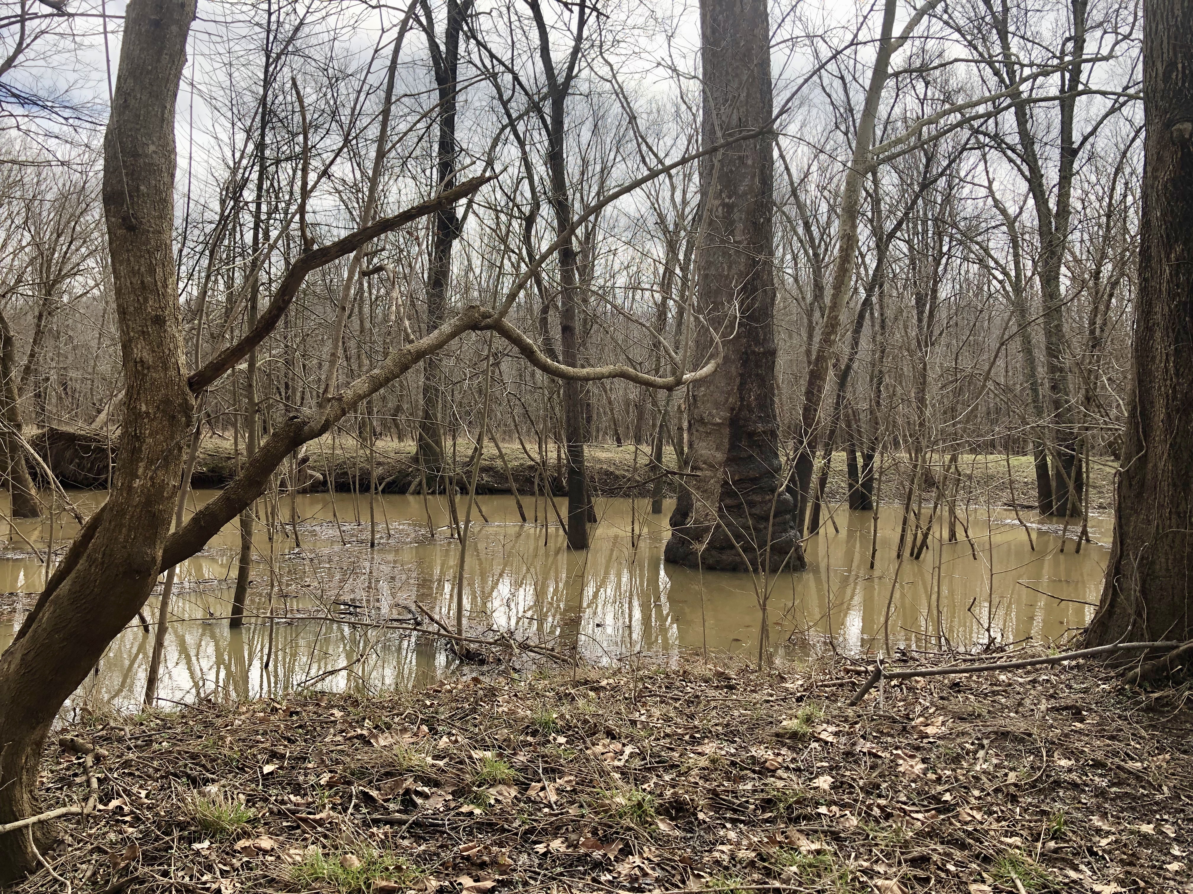 Flooded trees along stream. 