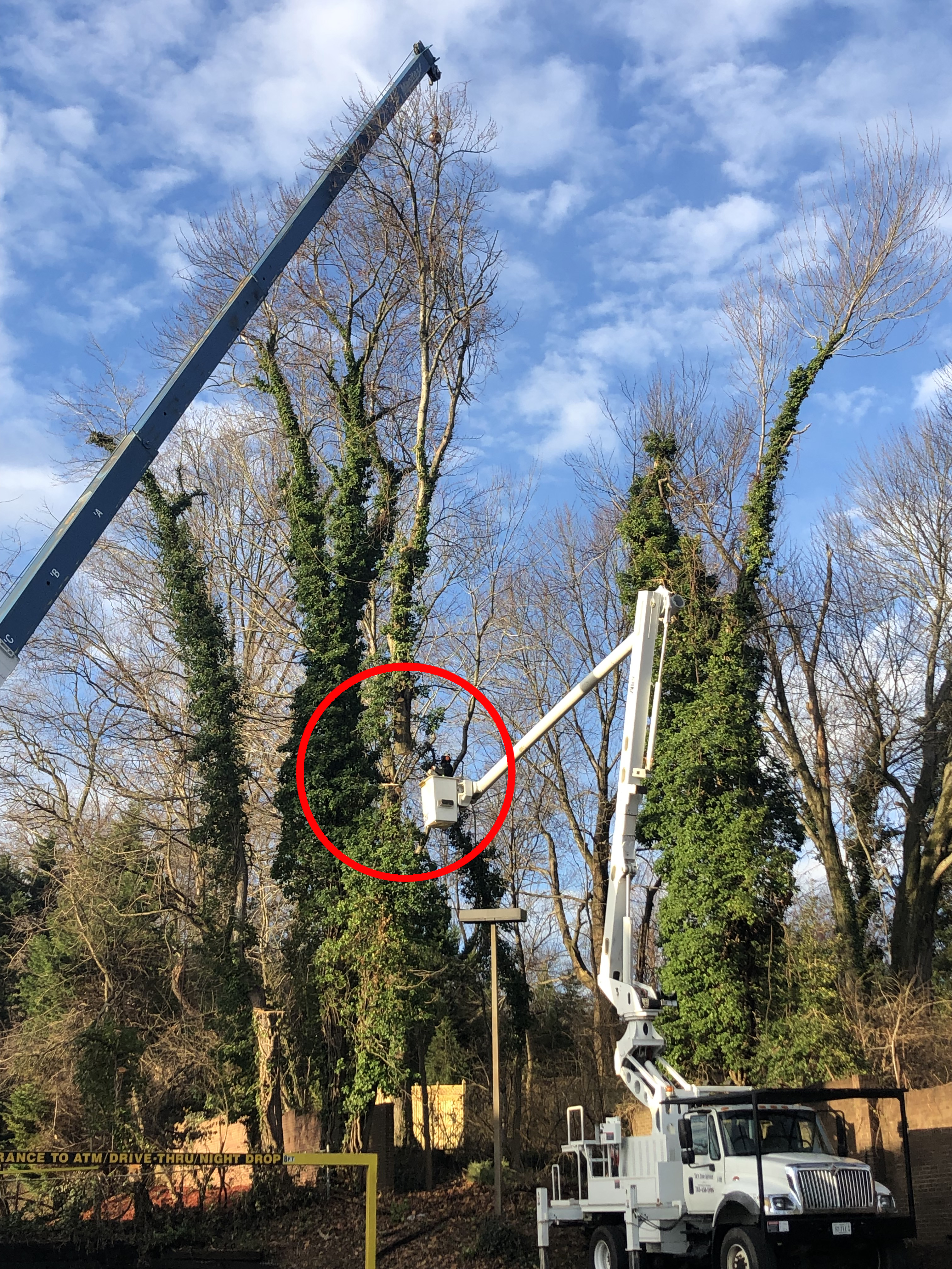 Crane, tree, removal, tree removal