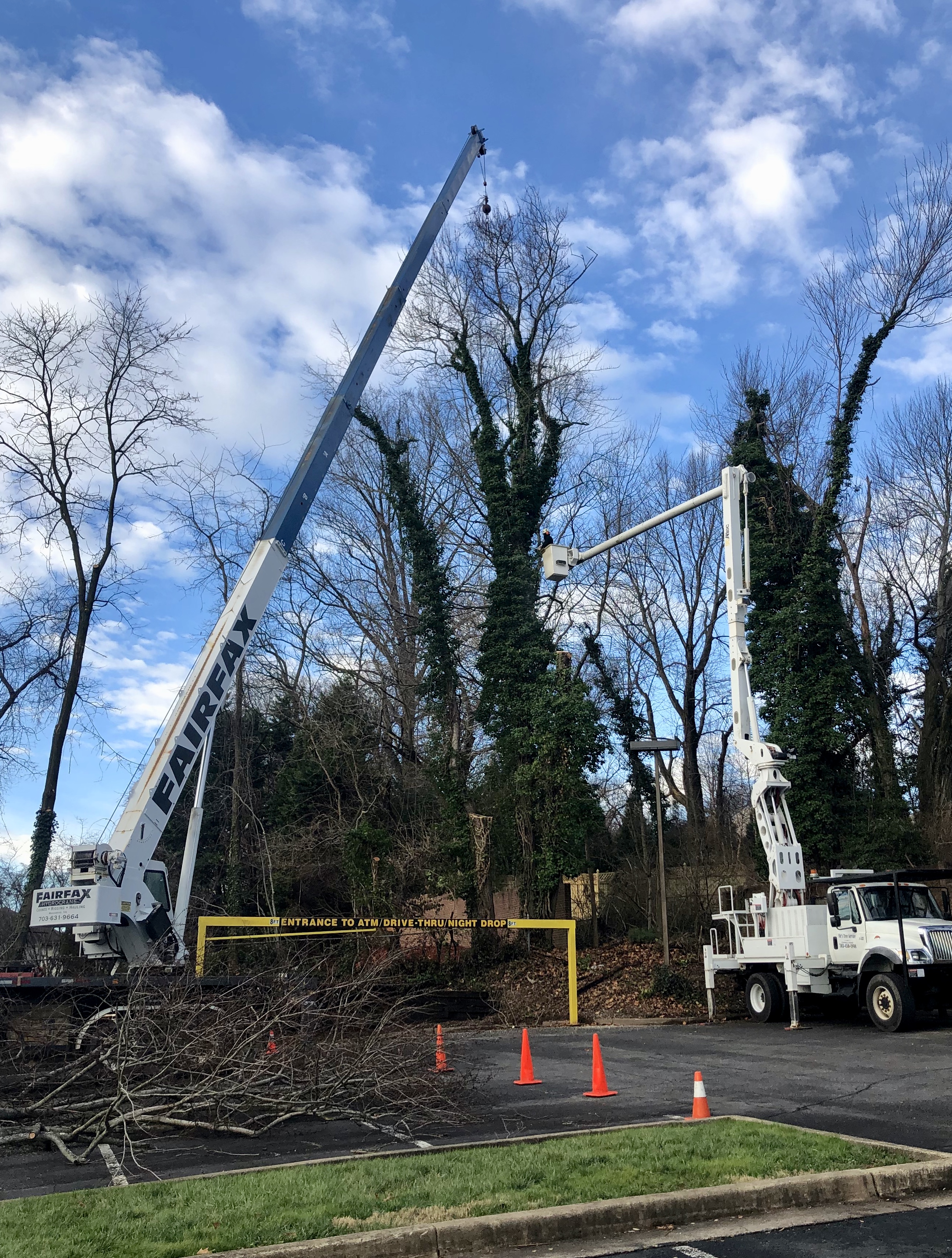 Tree Trimming Greensboro