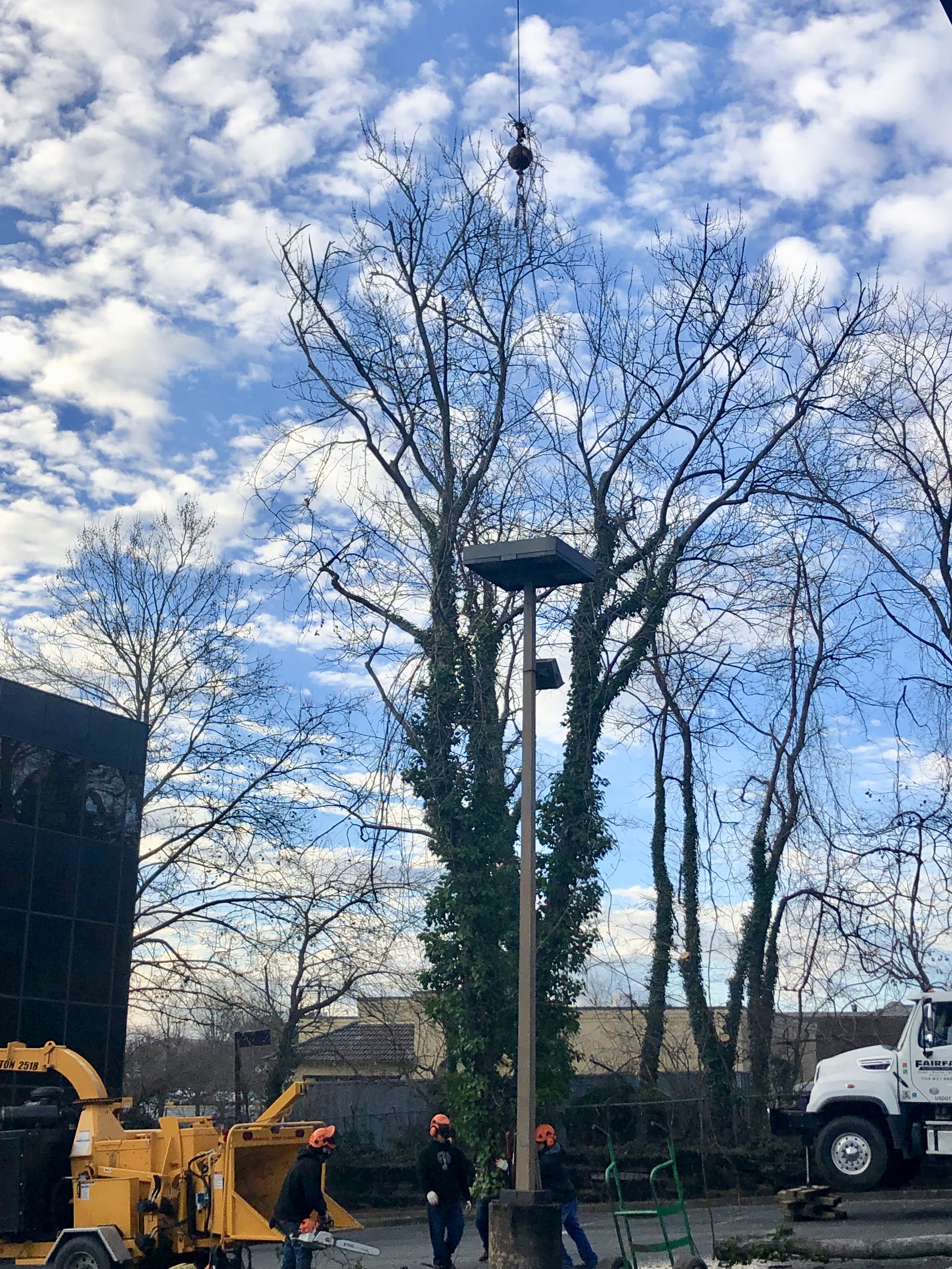 crane truck, crane, tree work