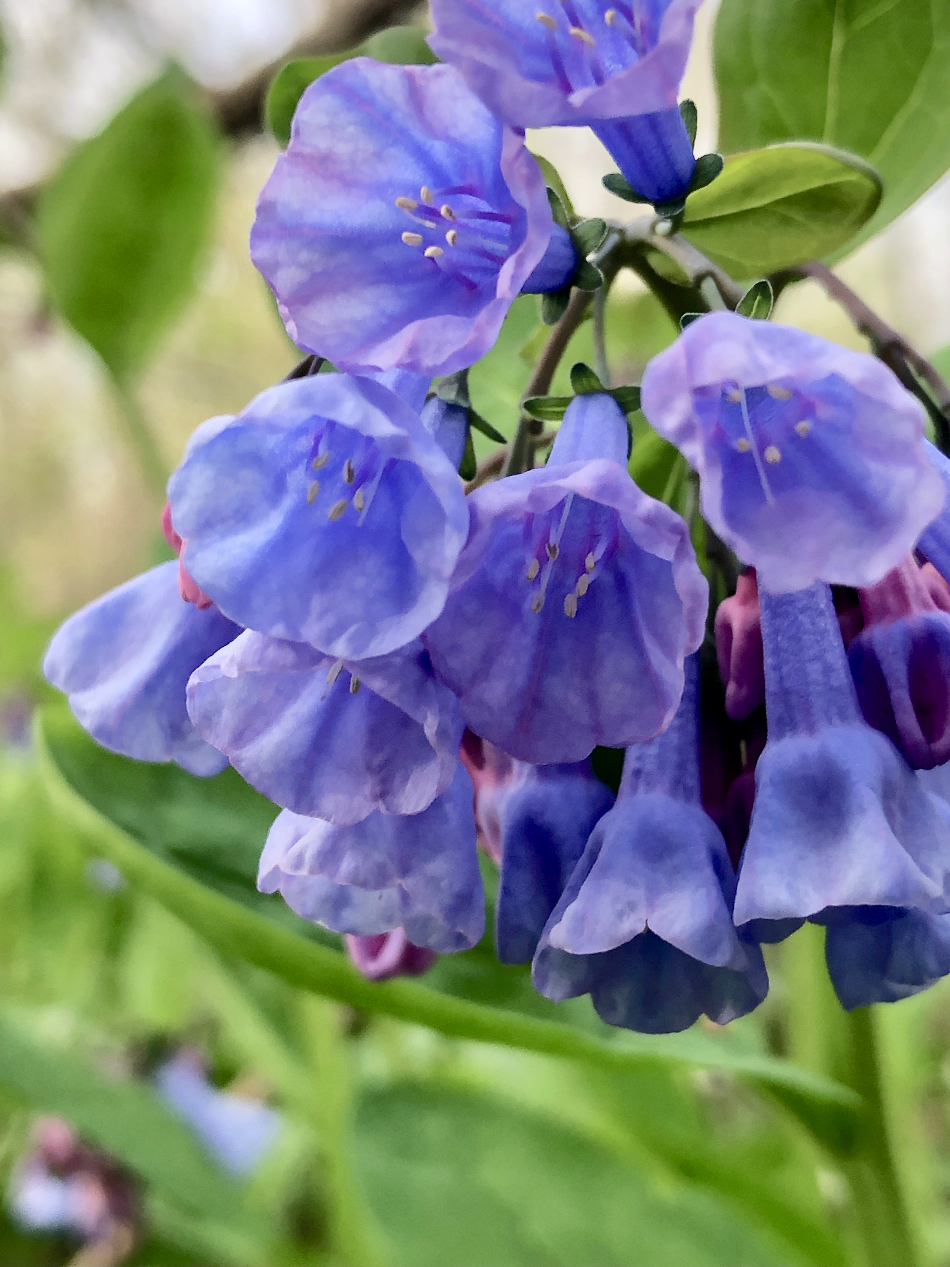 Virginia Bluebells