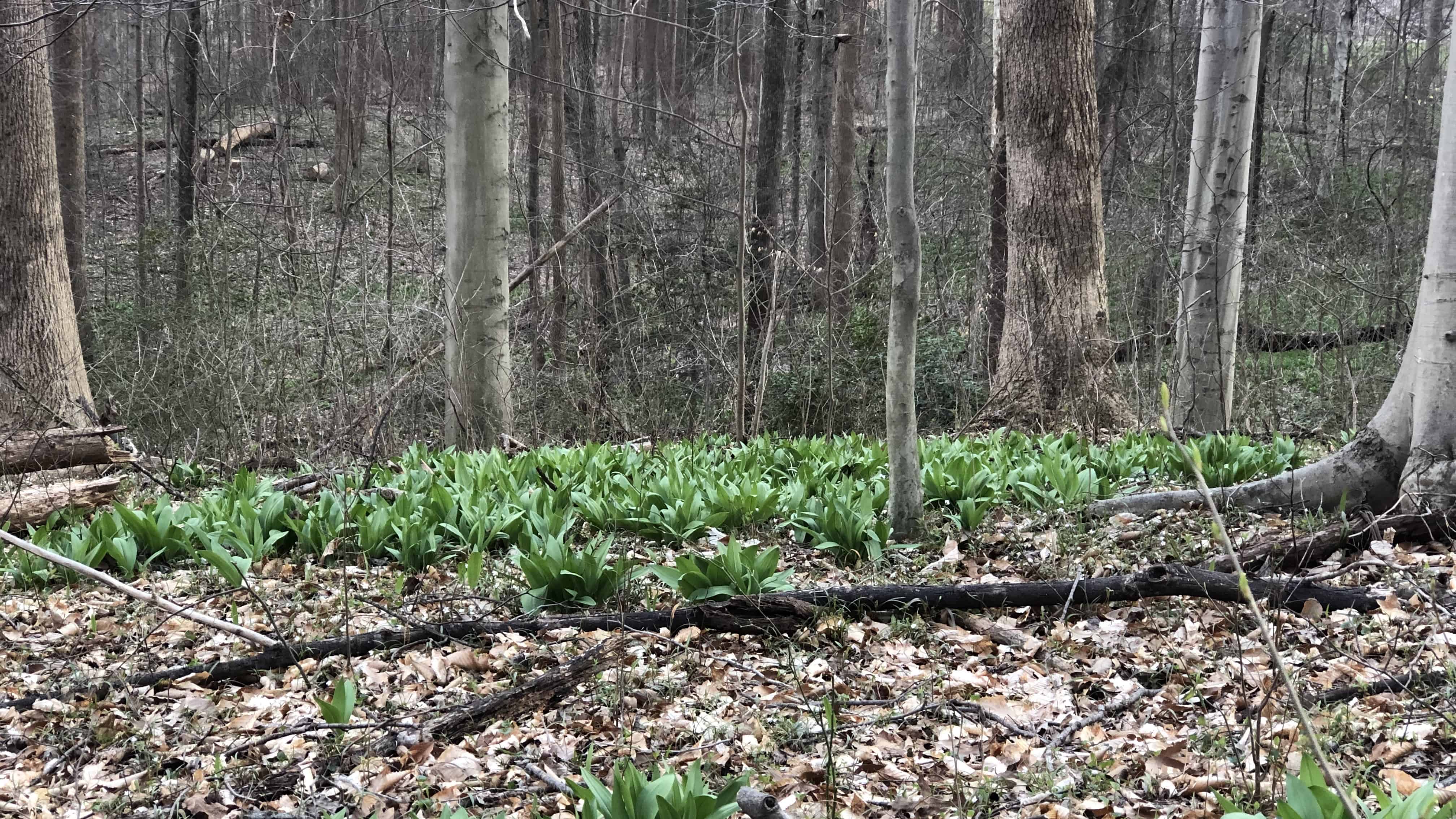 A large patch of ramps in Northern Virginia.