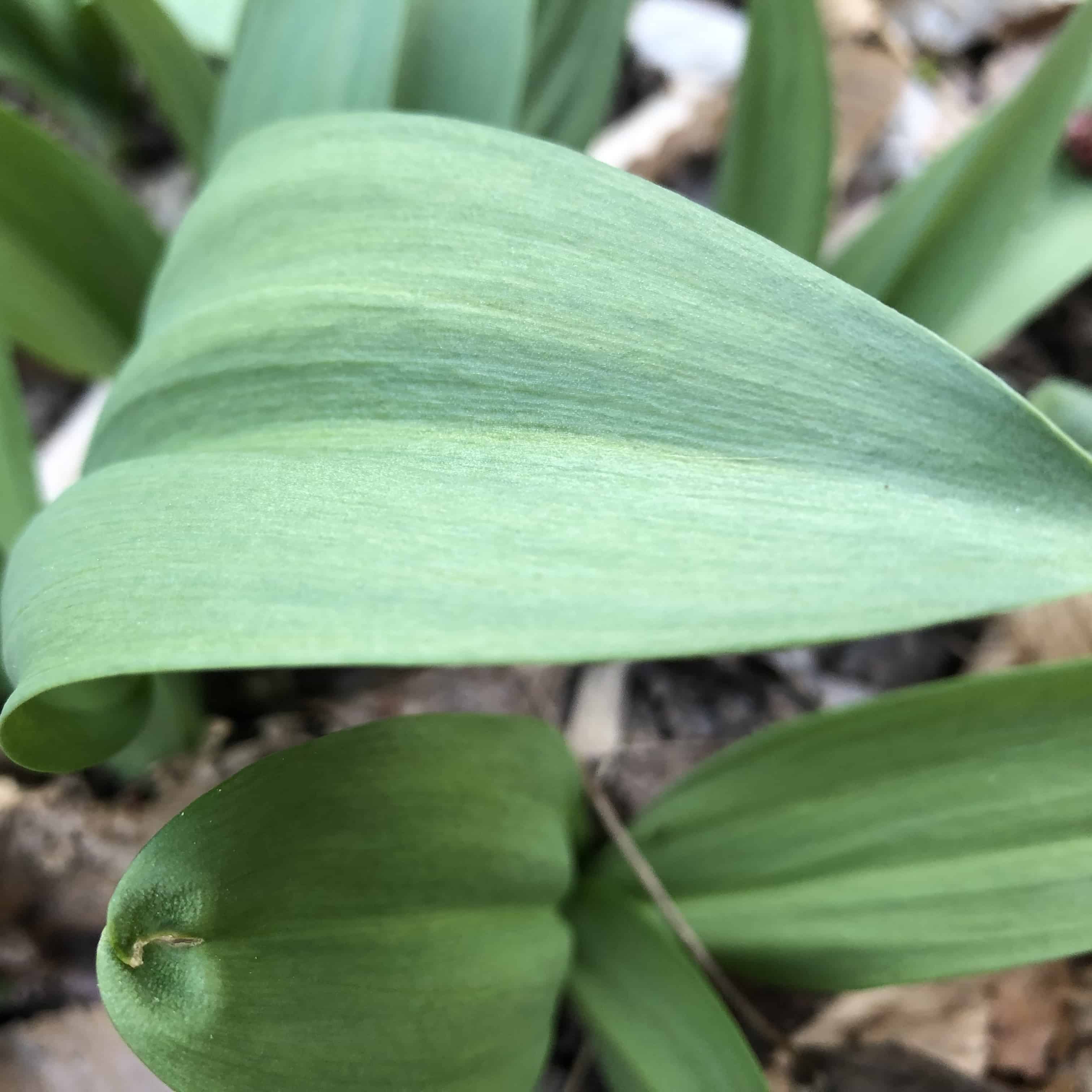 A ramp leaf up close in Northern Virginia 