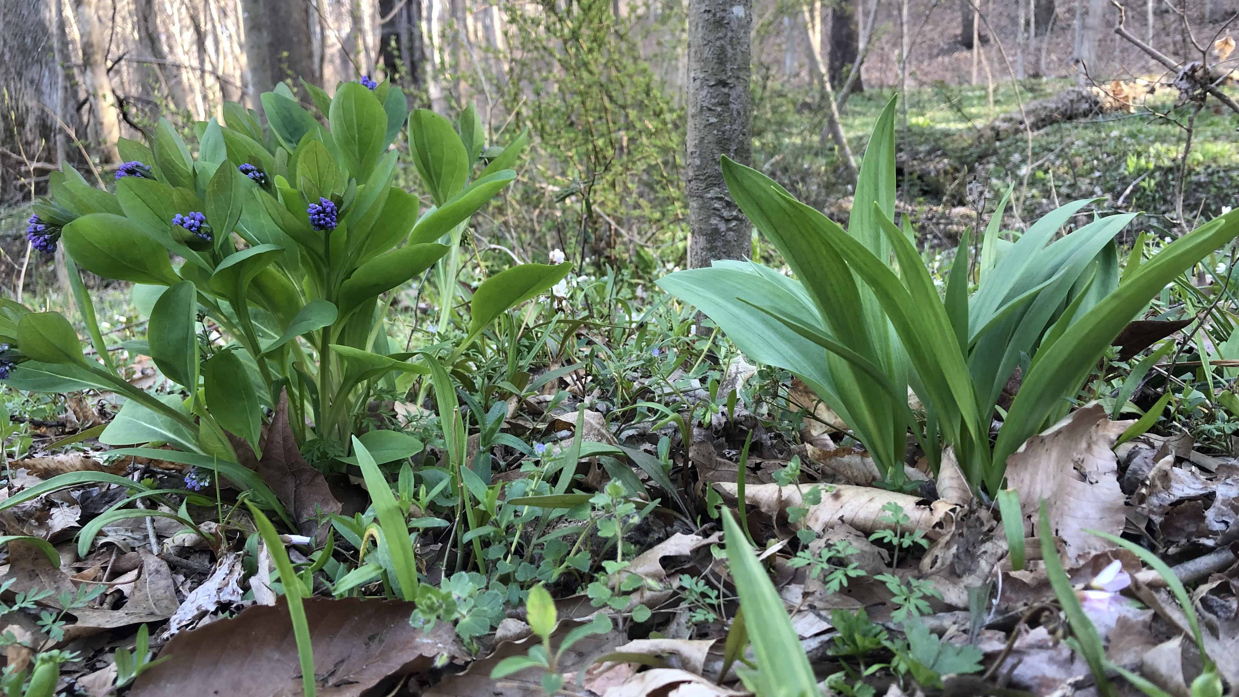 A ramp next to a Bluebell.