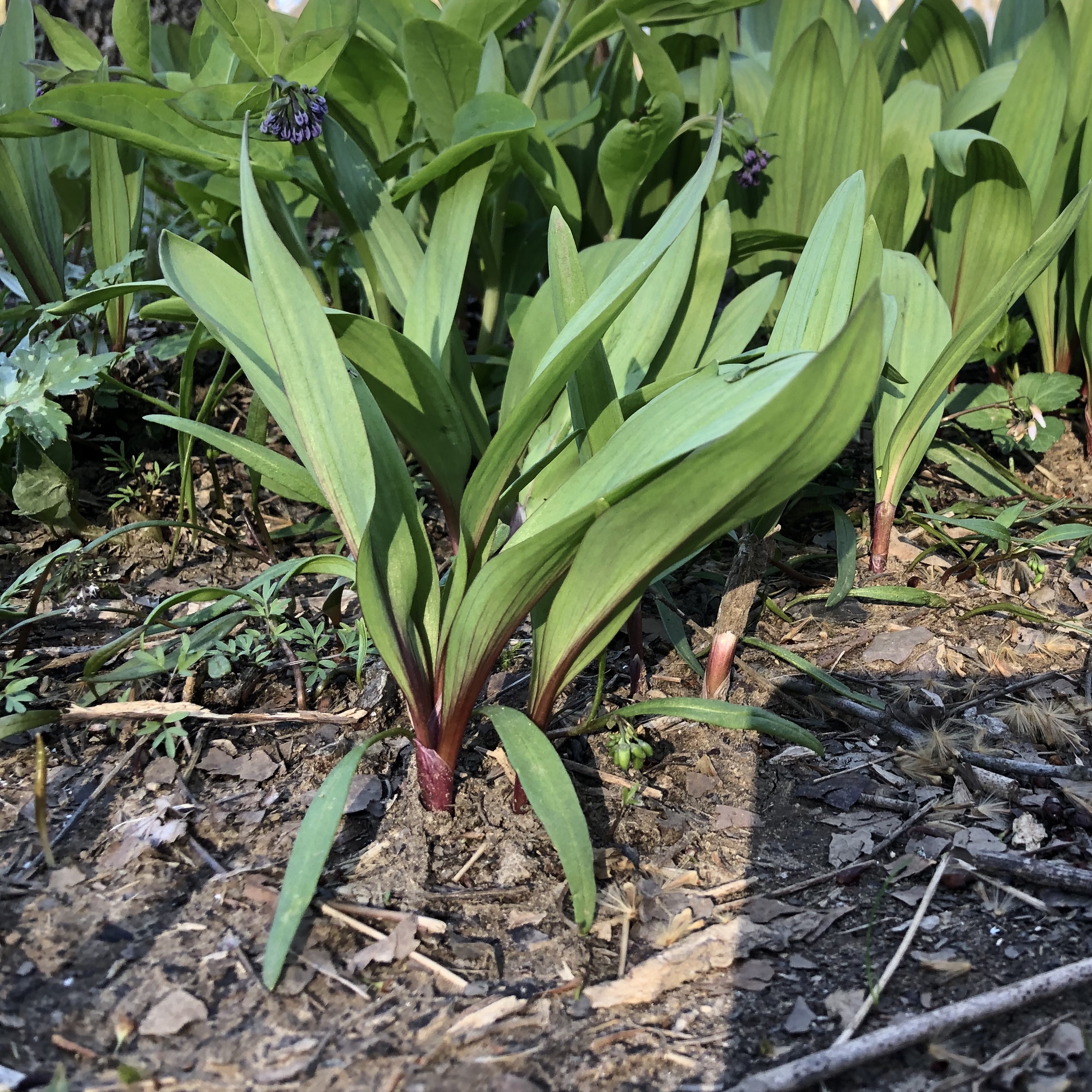 A good photo of the base of a ramp in Northern VA