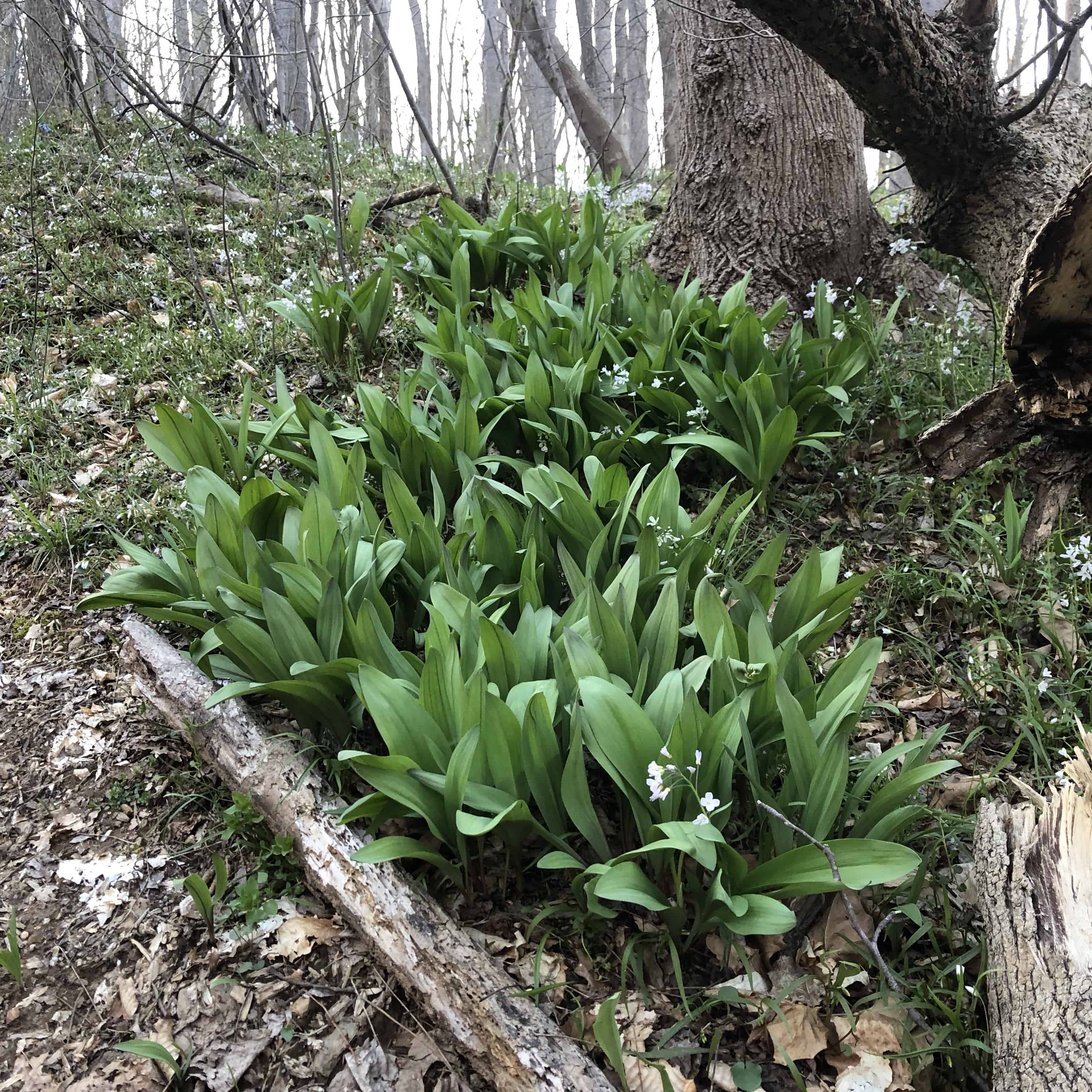 A patch of ramps in Northern VA