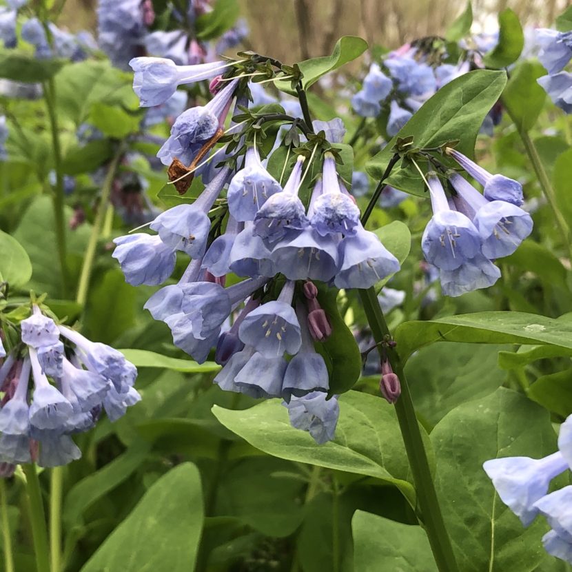 Virginia Bluebells