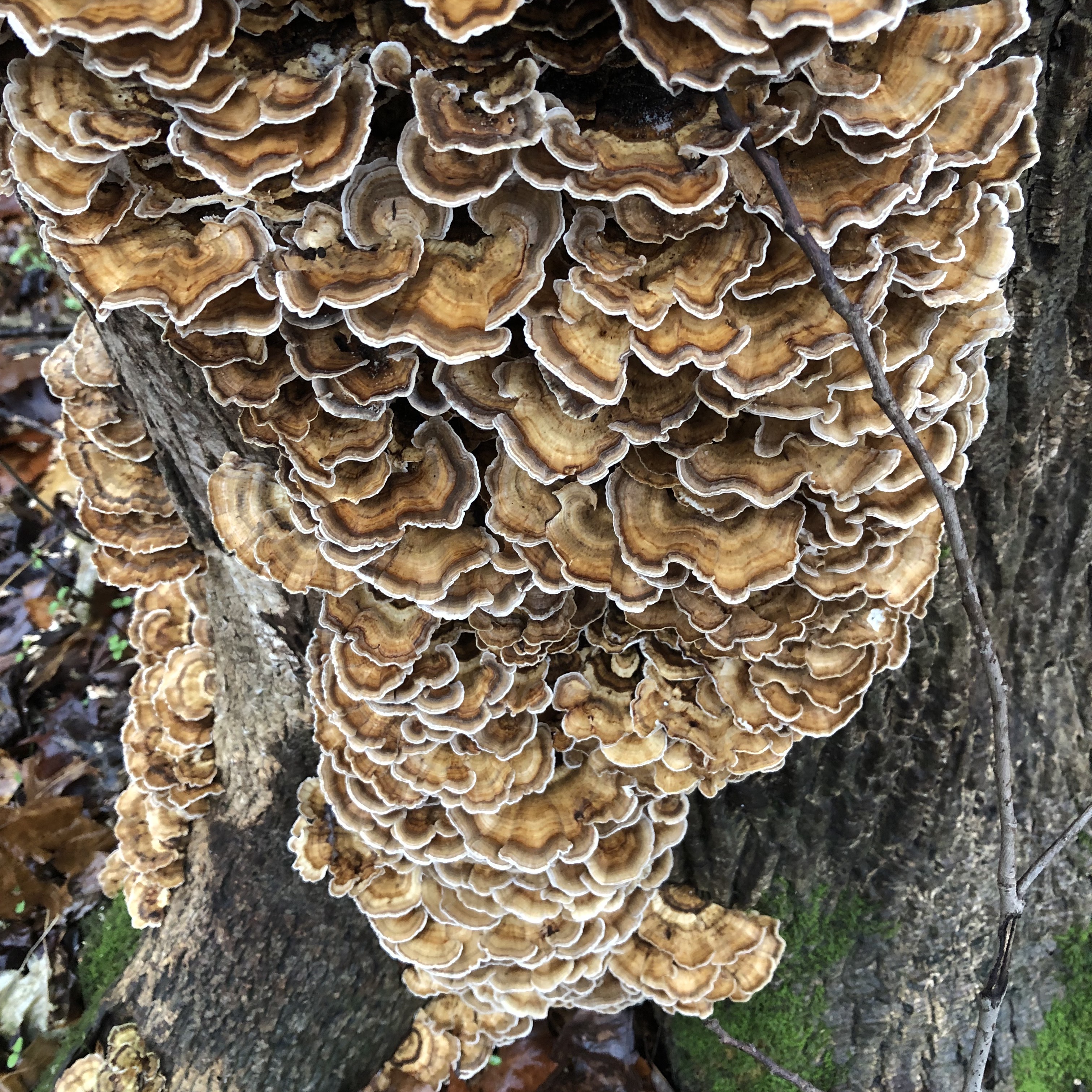 Foraging for Trametes versicolor or turkey tails