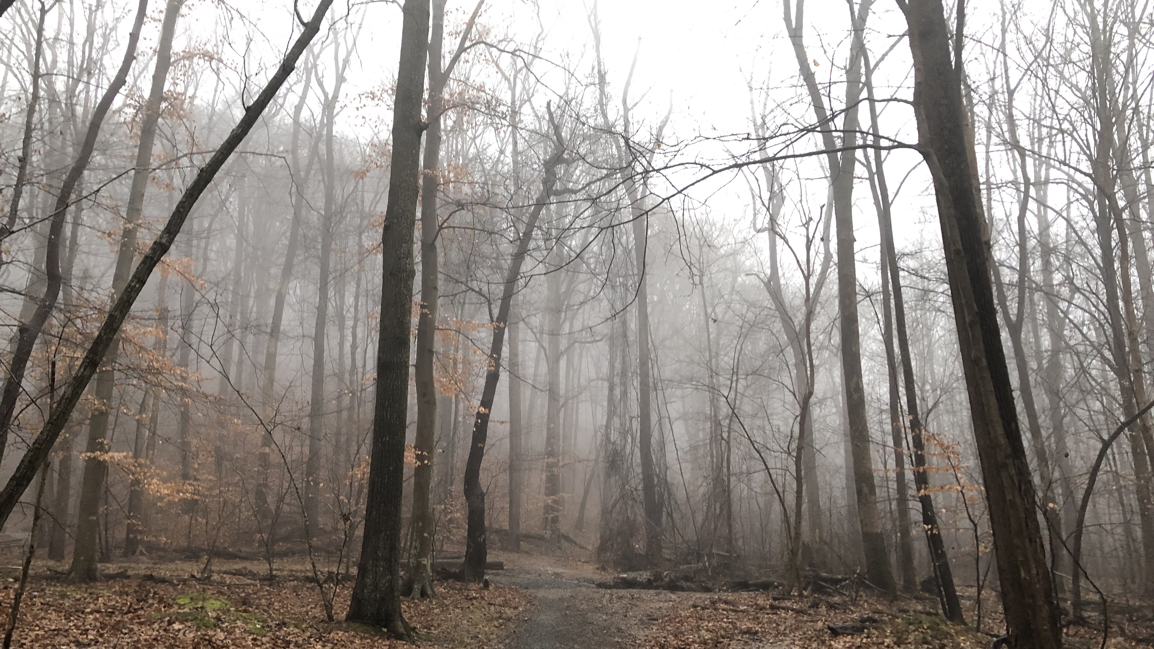 Forest bathing in Herndon, Reston, and Sterling VA.