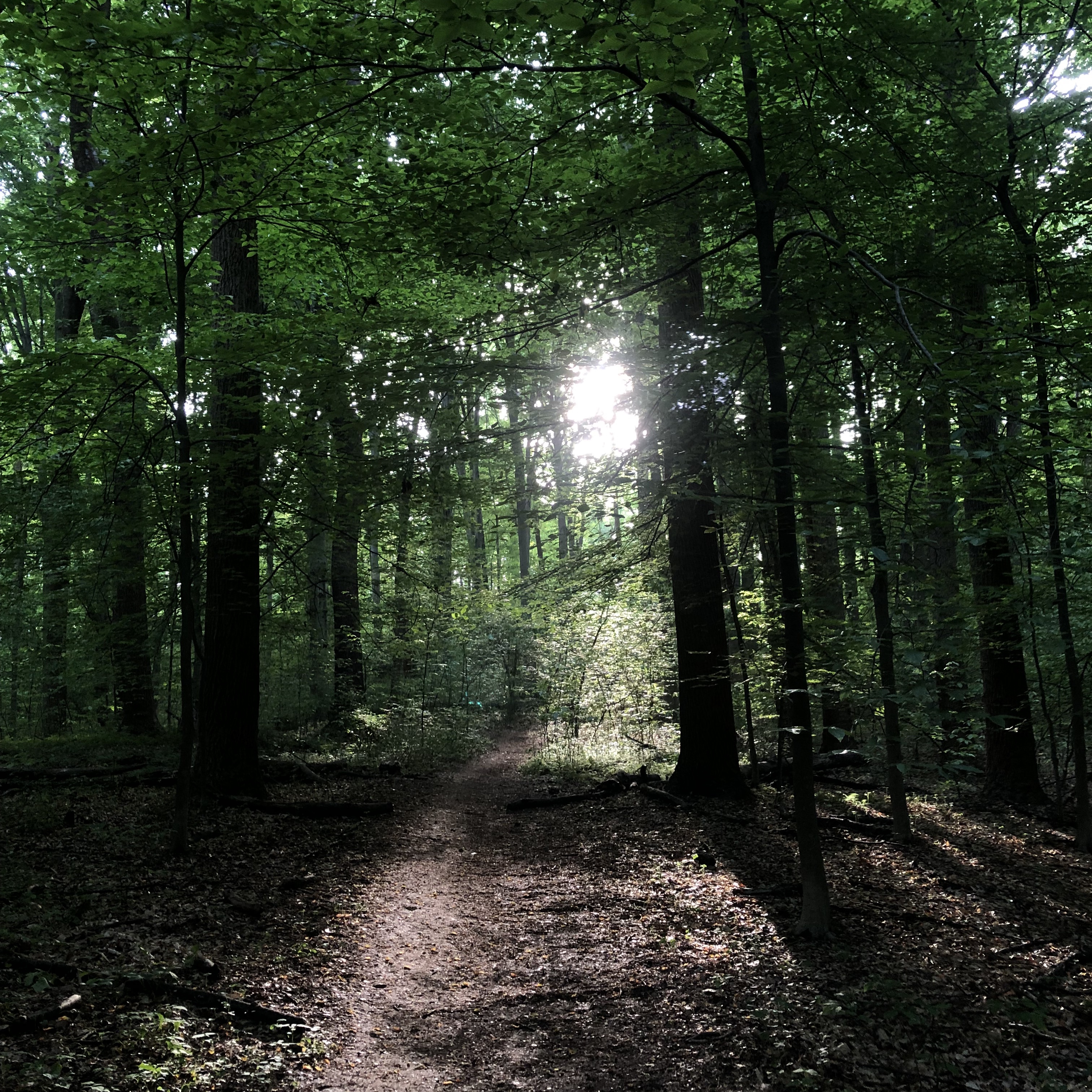 Forest therapy or forest bathing in Northern, VA