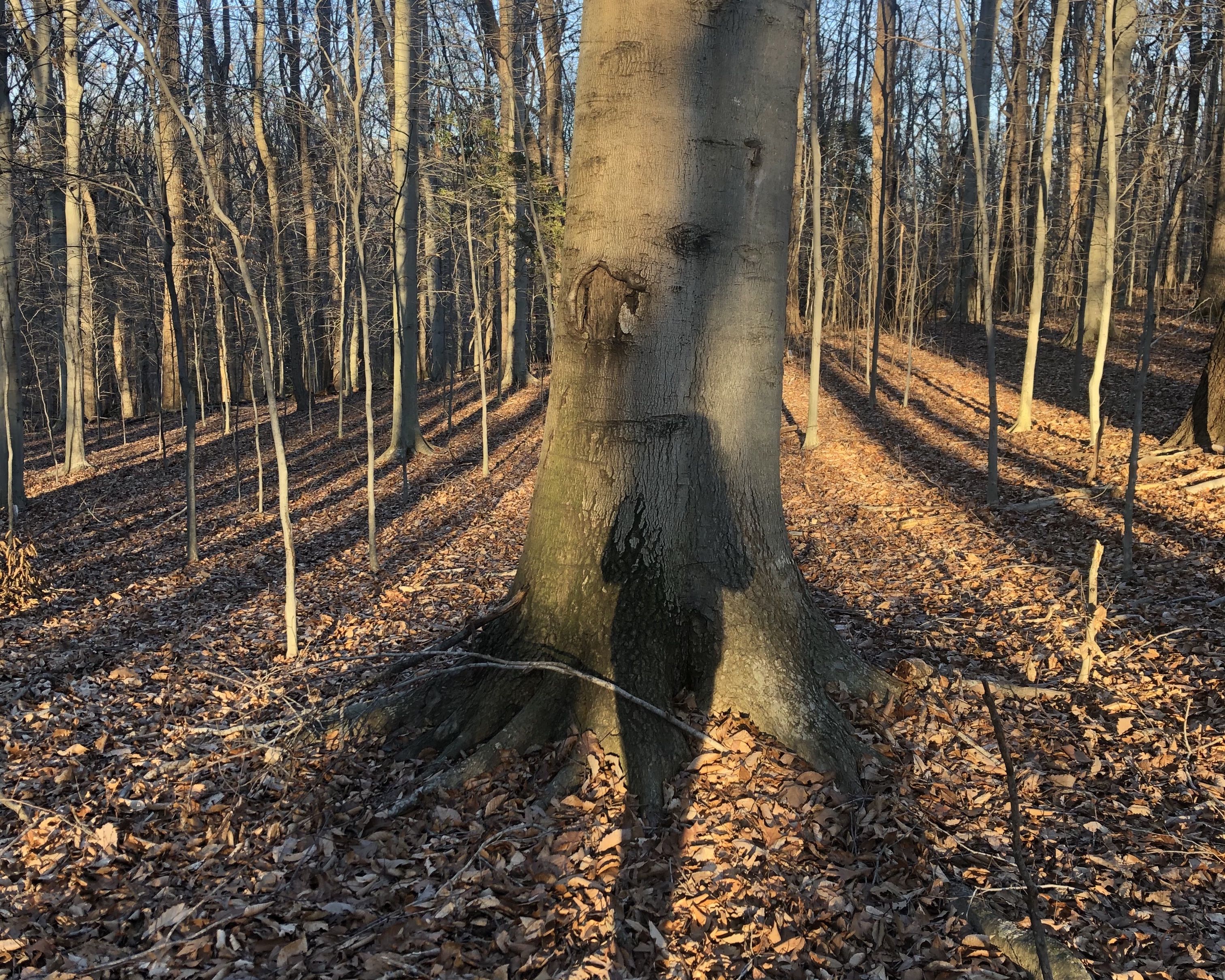 Forest therapy or forest bathing in Northern, VA