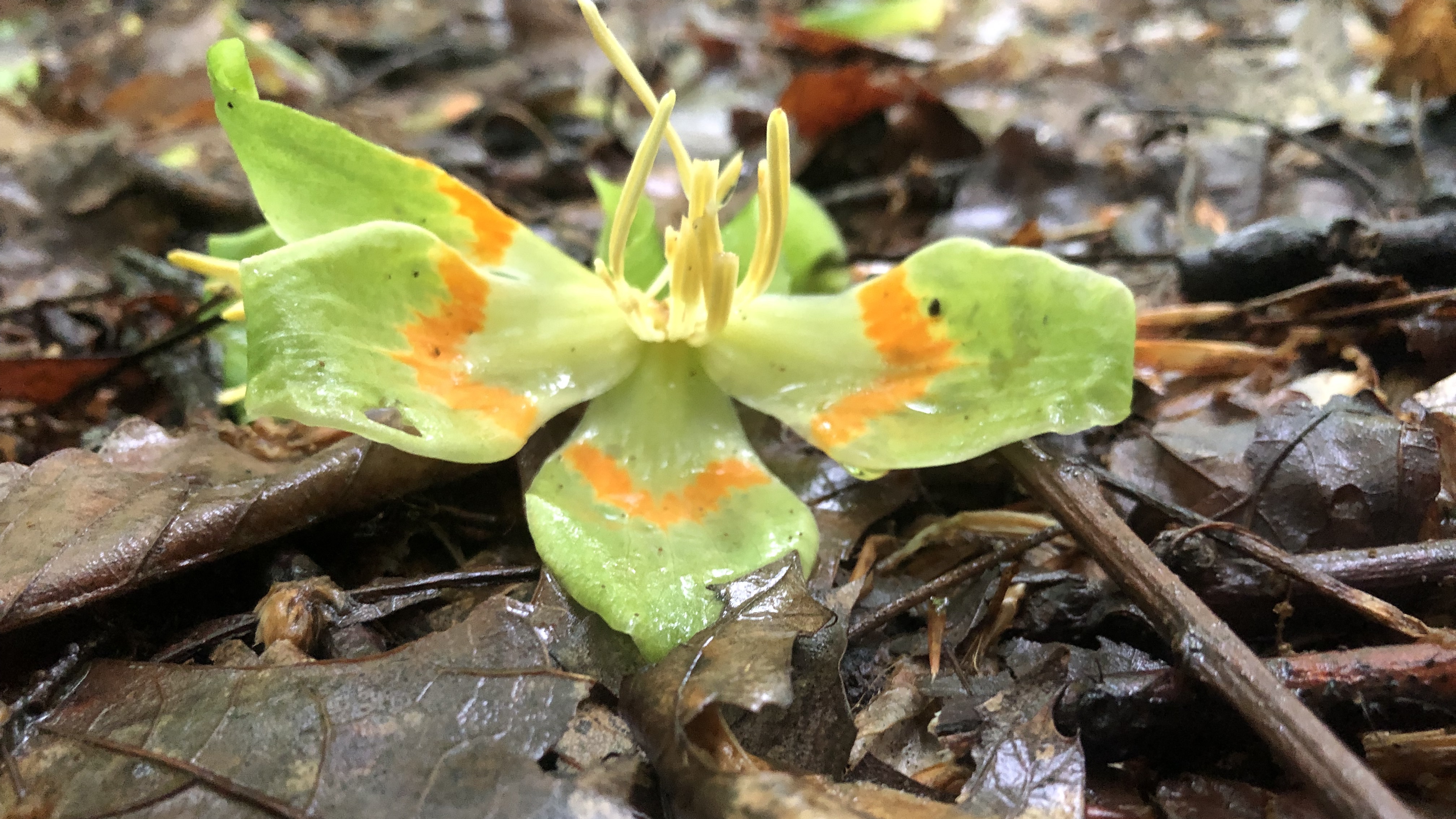 Tulip Poplar flowers in Reston, Herndon, and Great Falls, VA