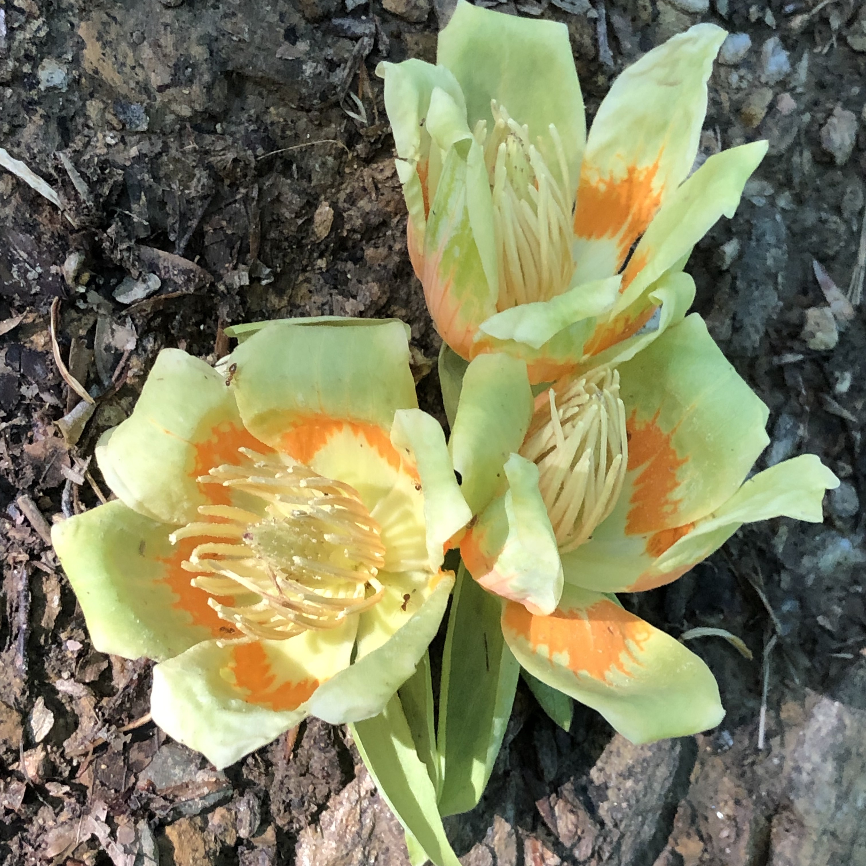 Tulip Poplar flowers in Reston, Herndon, and Great Falls, VA