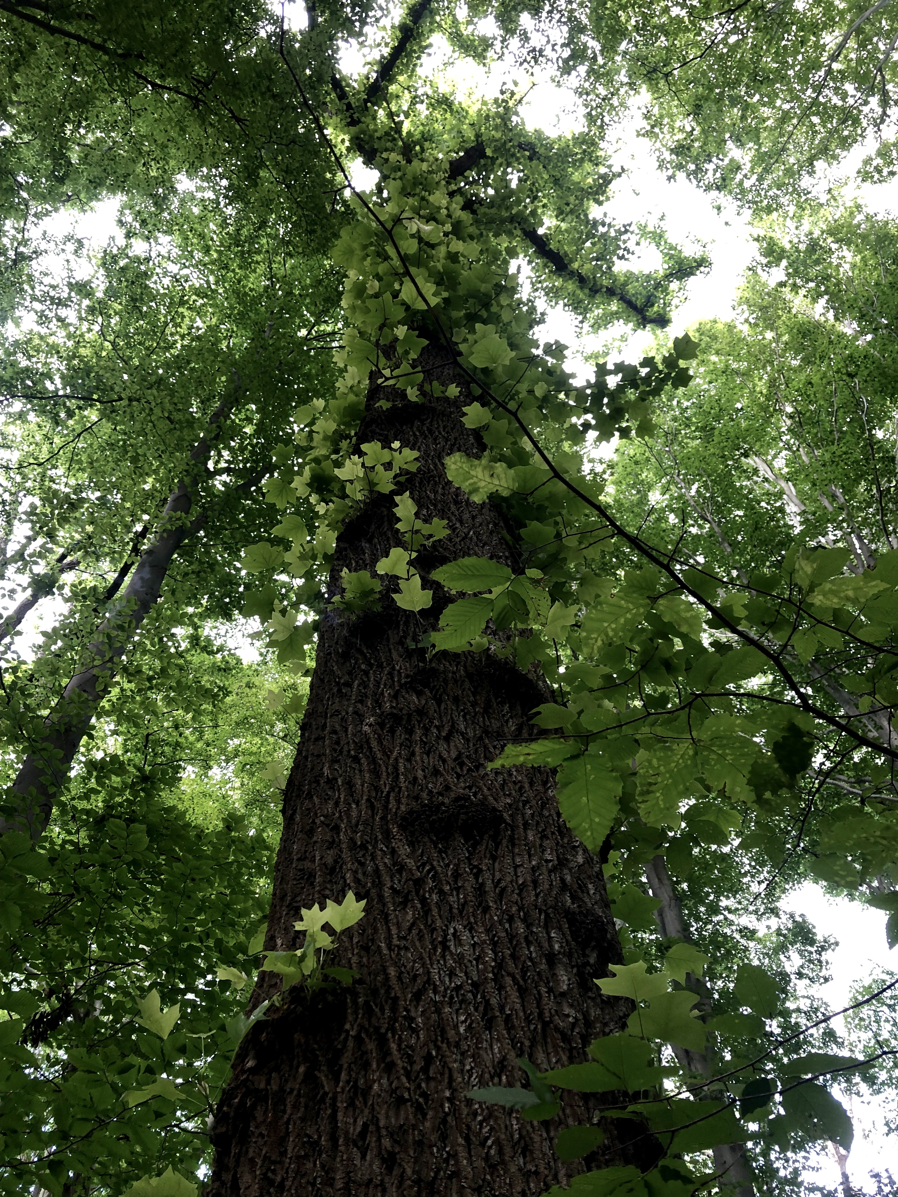 Characteristic Tulip Poplar - Liriodendron tulipifera tree in Reston, Herndon, and Great Falls, VA