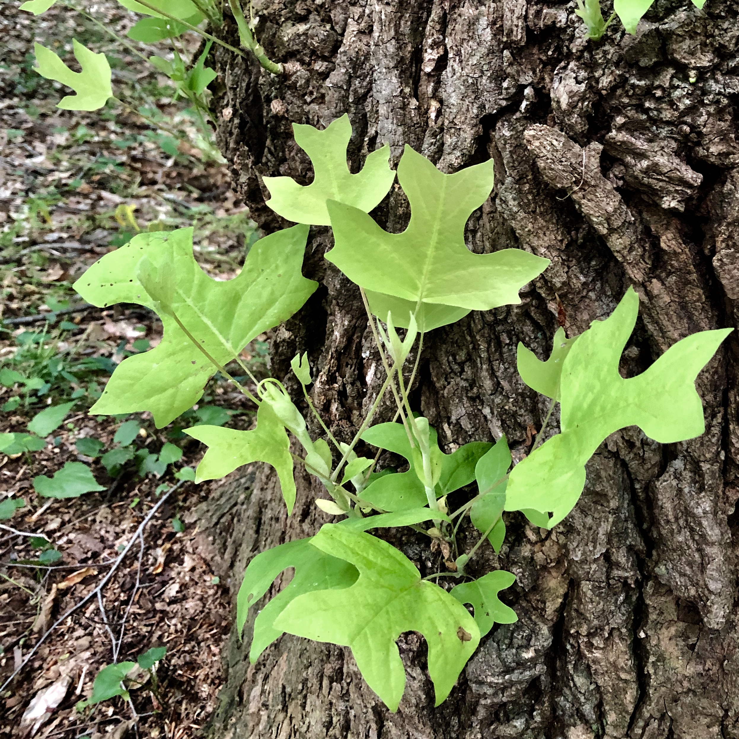 Characteristic Tulip Poplar - Liriodendron tulipifera immature leaves and bark in Reston, Herndon, and Great Falls, VA