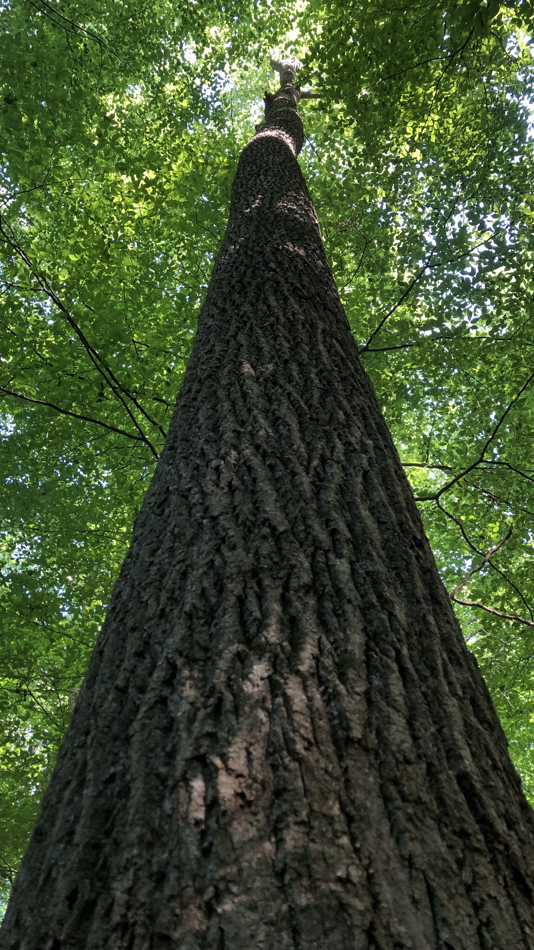 Tulip Poplar trunk and canopy find them in Reston, Herndon, and Great Falls, VA