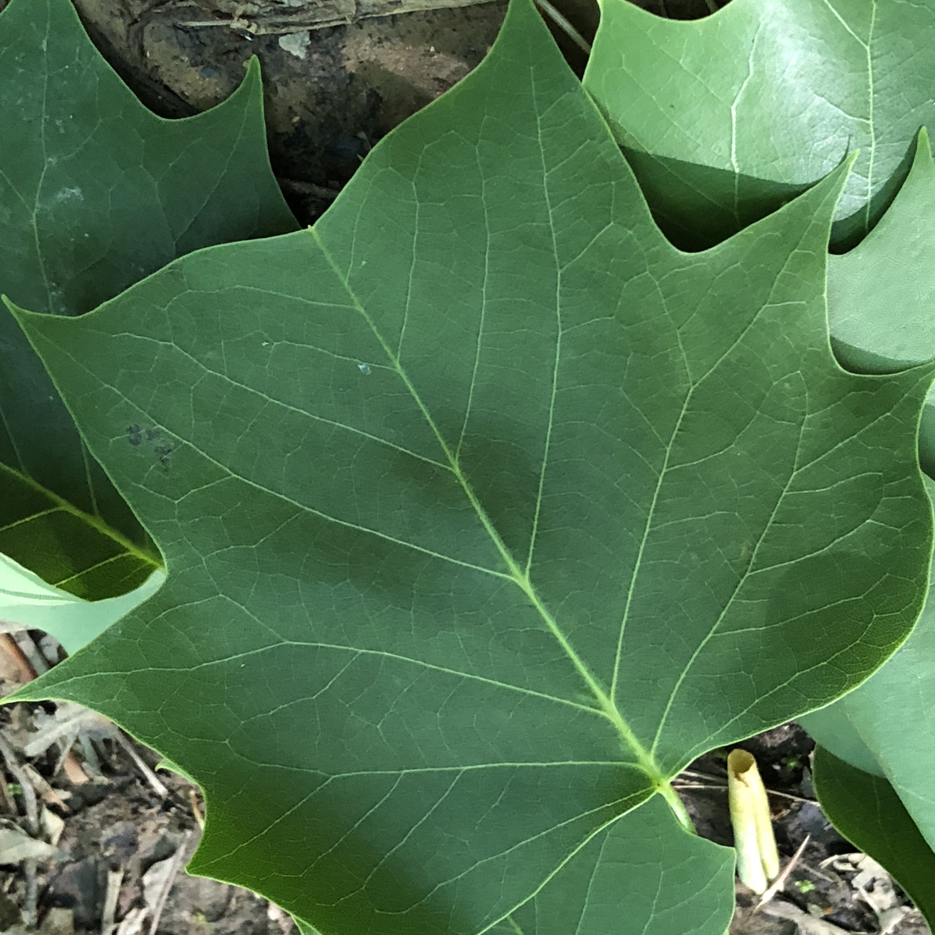 Characteristic Tulip Poplar - Liriodendron tulipifera leaf in Reston, Herndon, and Great Falls, VA