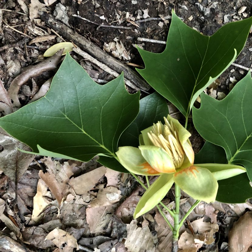 Tulip Poplar flower and leaves in Reston VA