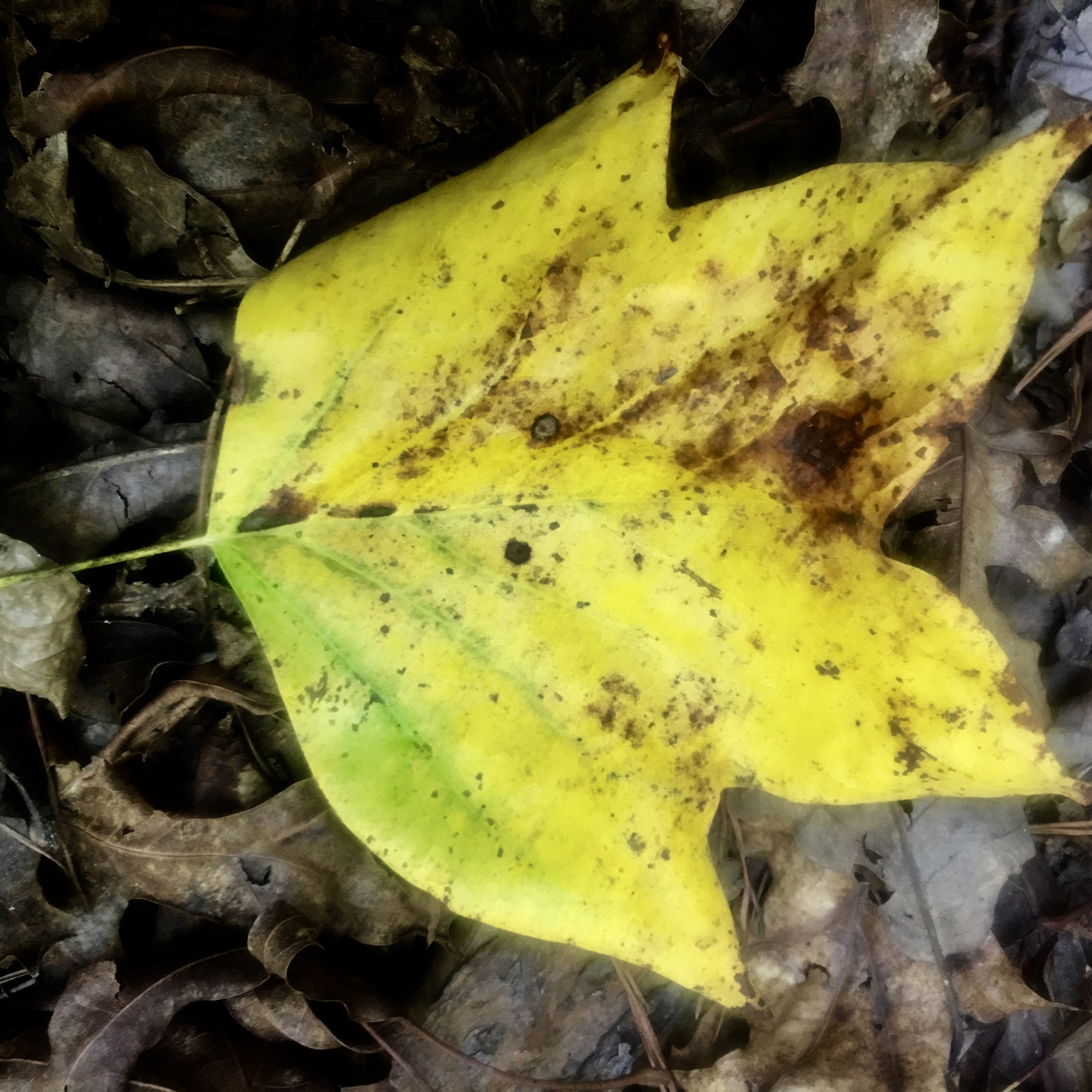 Characteristic Tulip Poplar - Liriodendron tulipifera leaf in the fall in Reston, Herndon, and Great Falls, VA