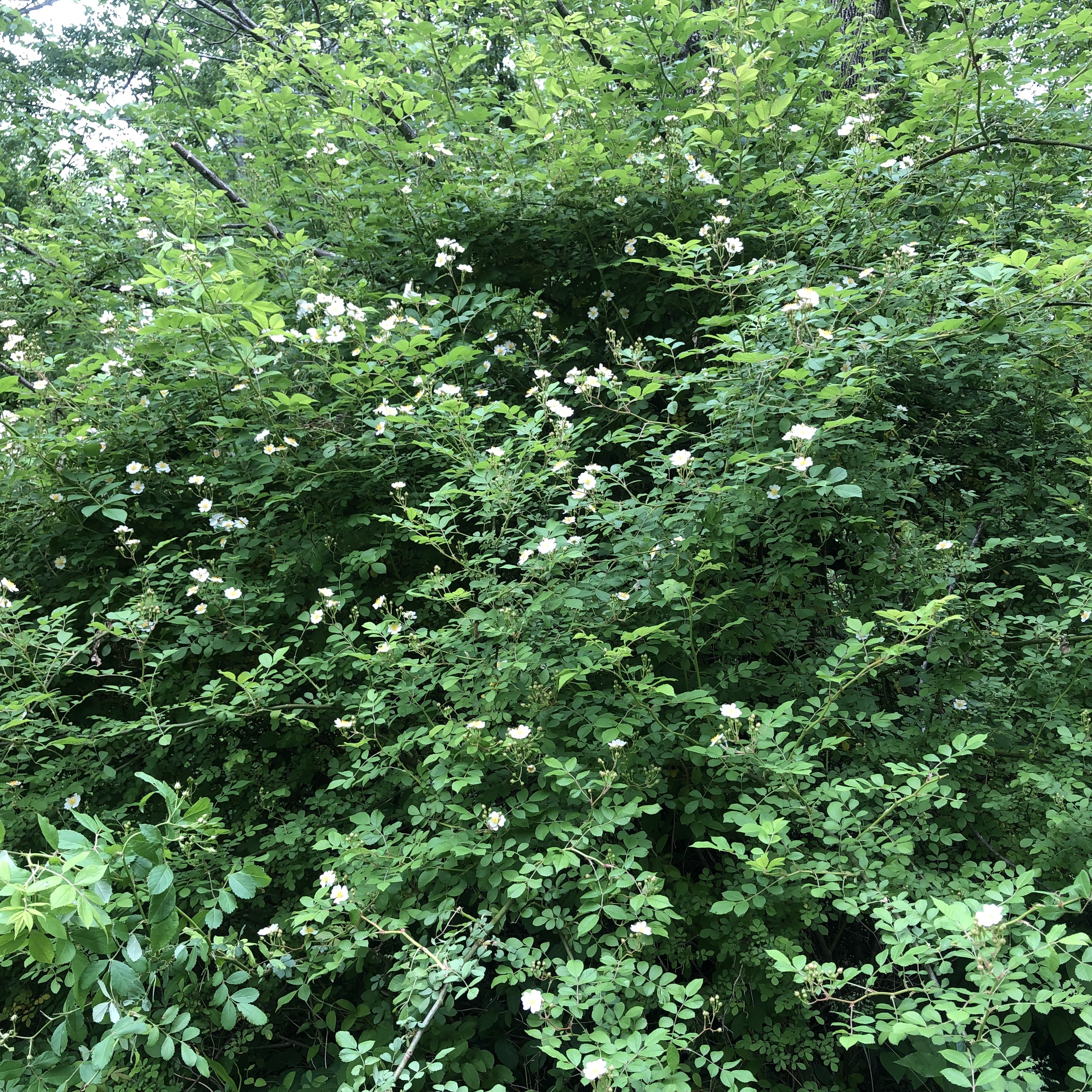 Bramble growth patterns