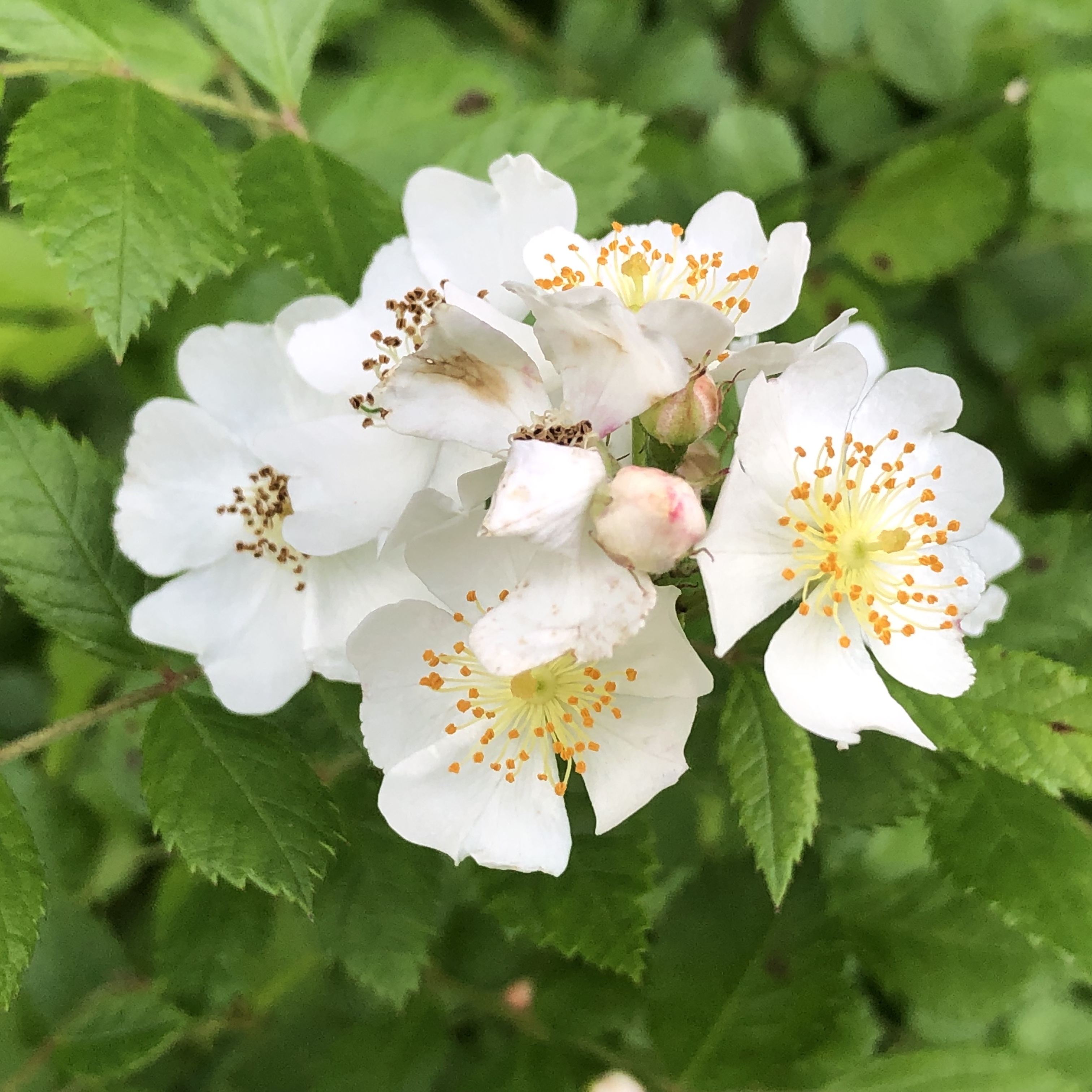 Flowers of a generic bramble bush in Great Falls, VA 