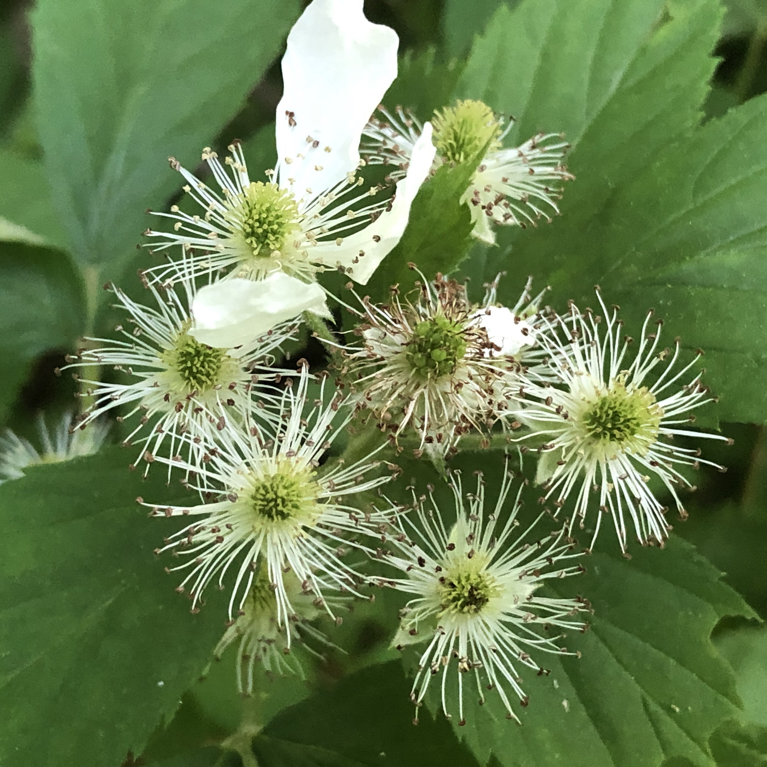  The end cycle of stages of flower growth and seeding