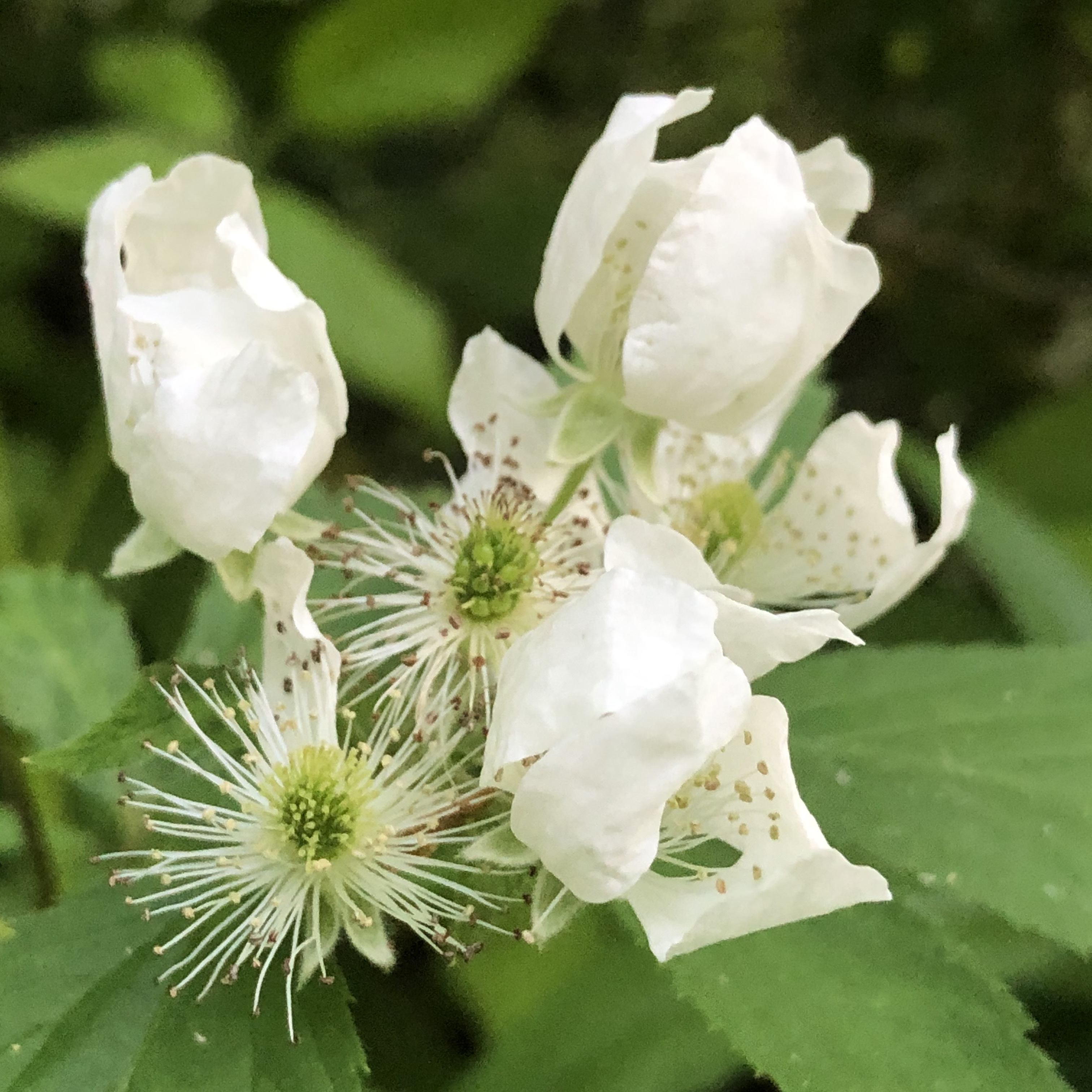 Stages of flower growth and seeding stamen and pistil 