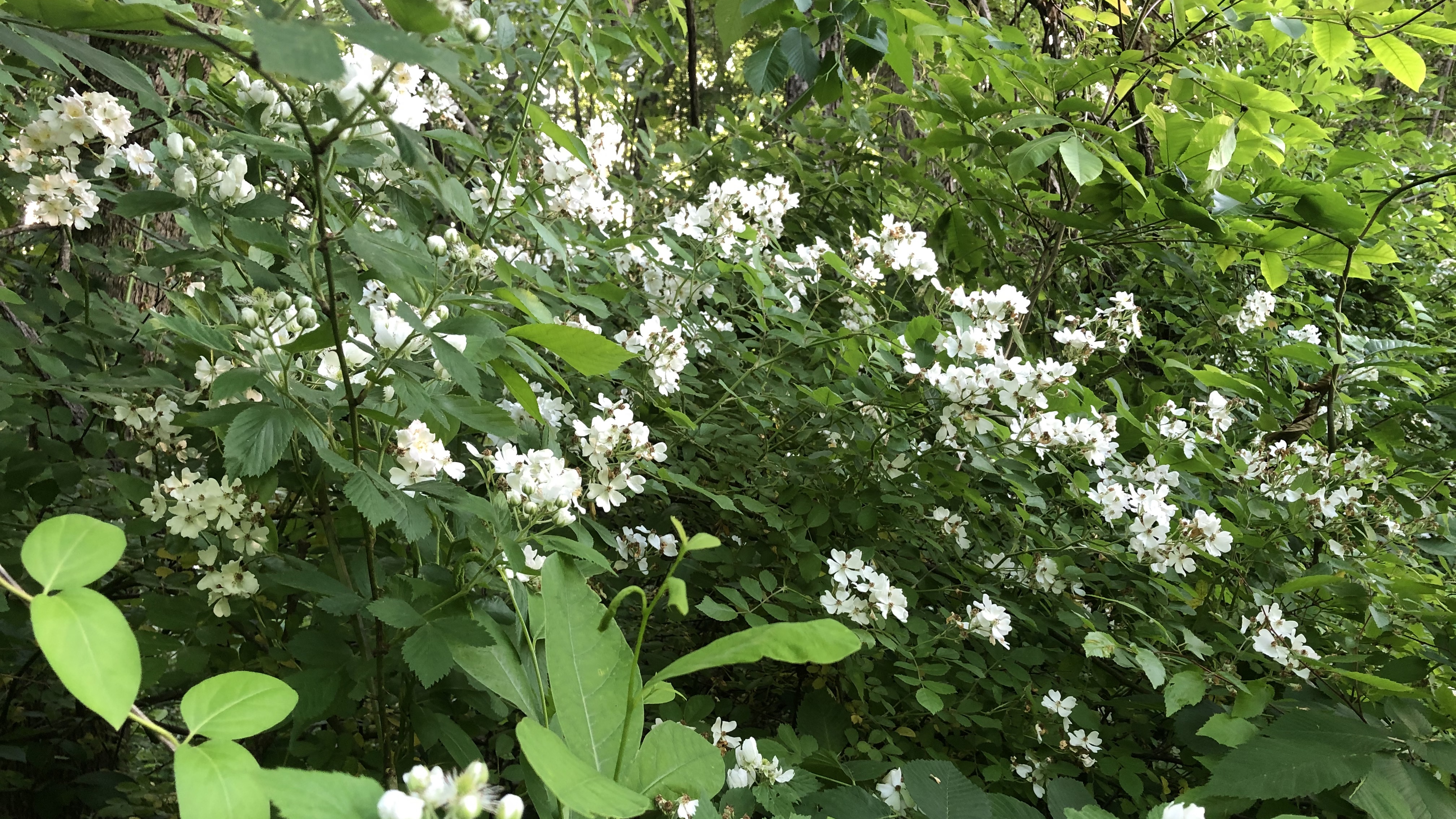 Bramble Bushes