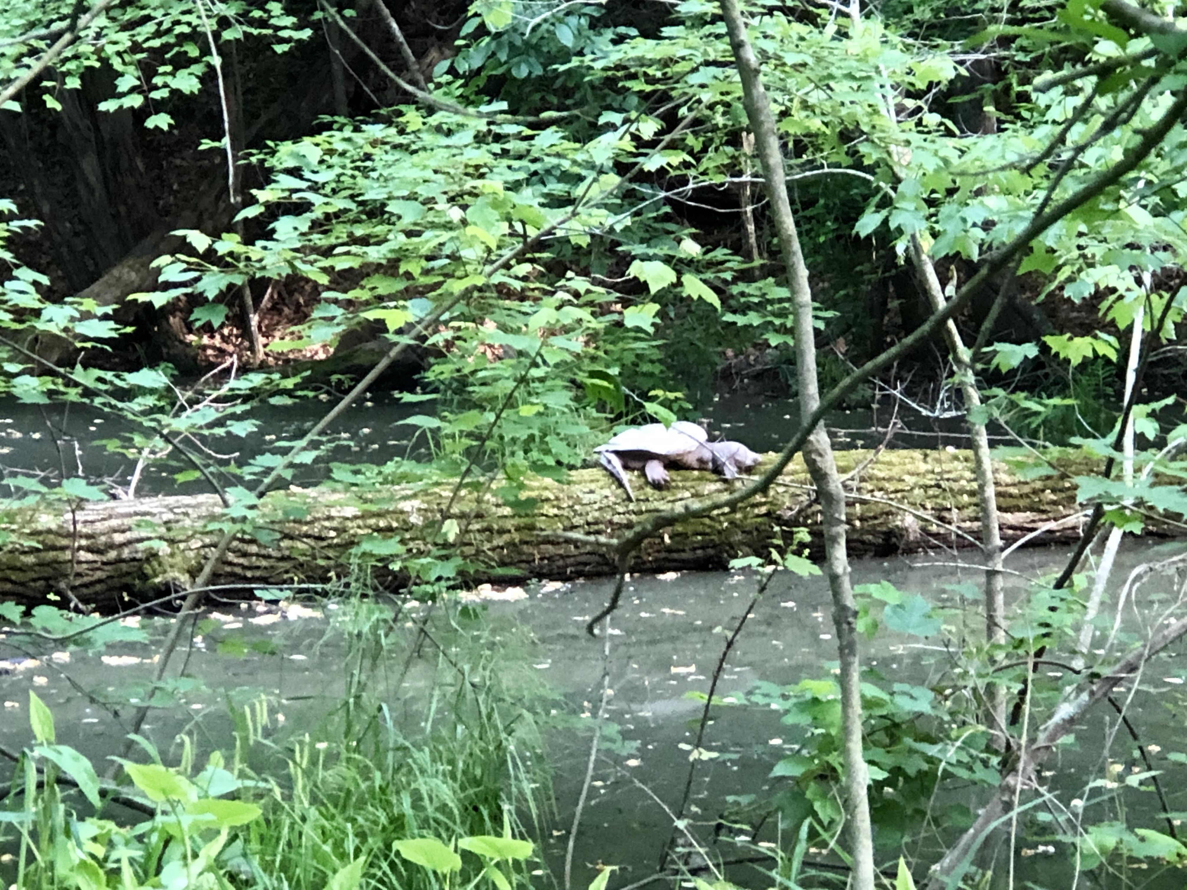 Large common snapping turtle in Great Falls, VA. 