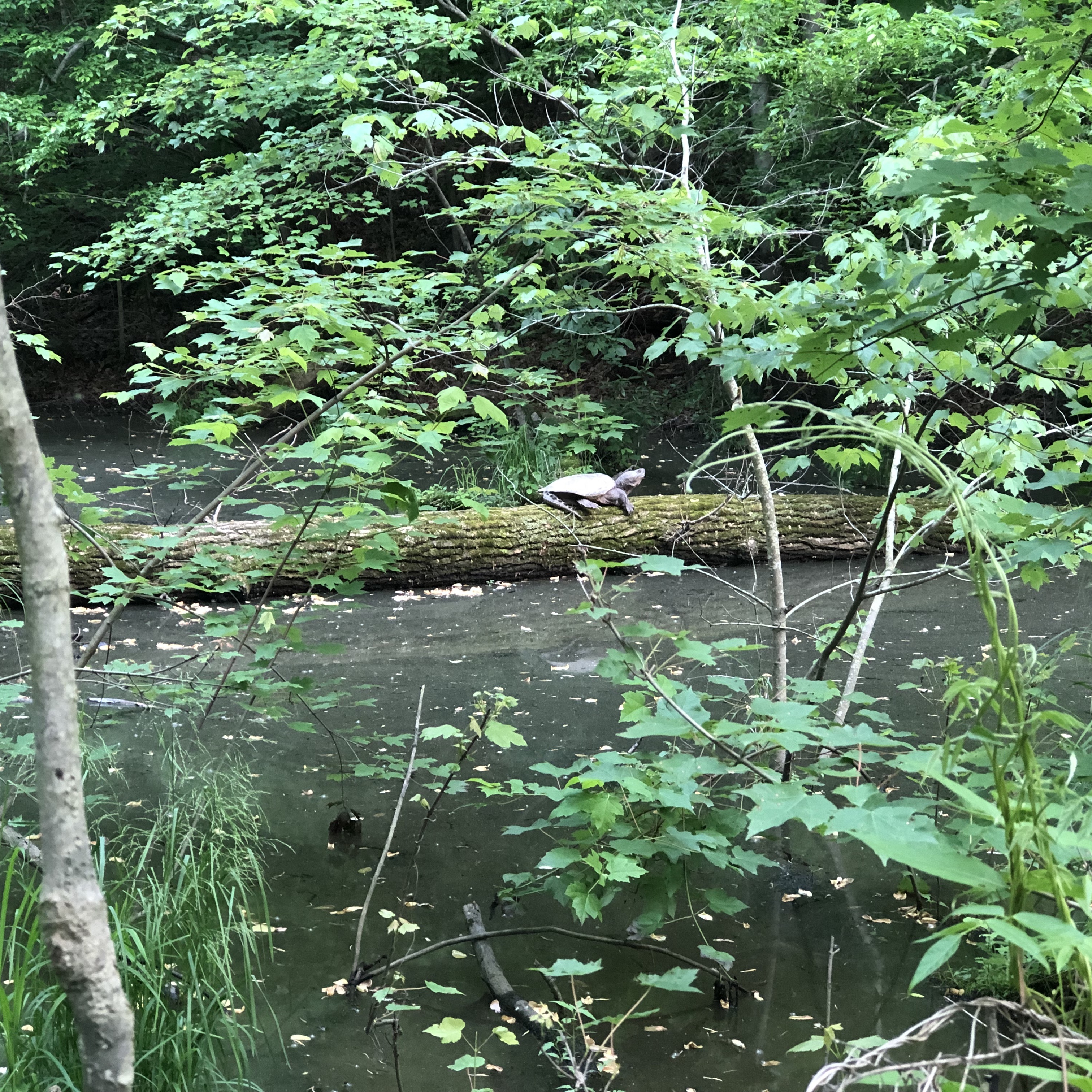 Large turtle on a log in a pond. 