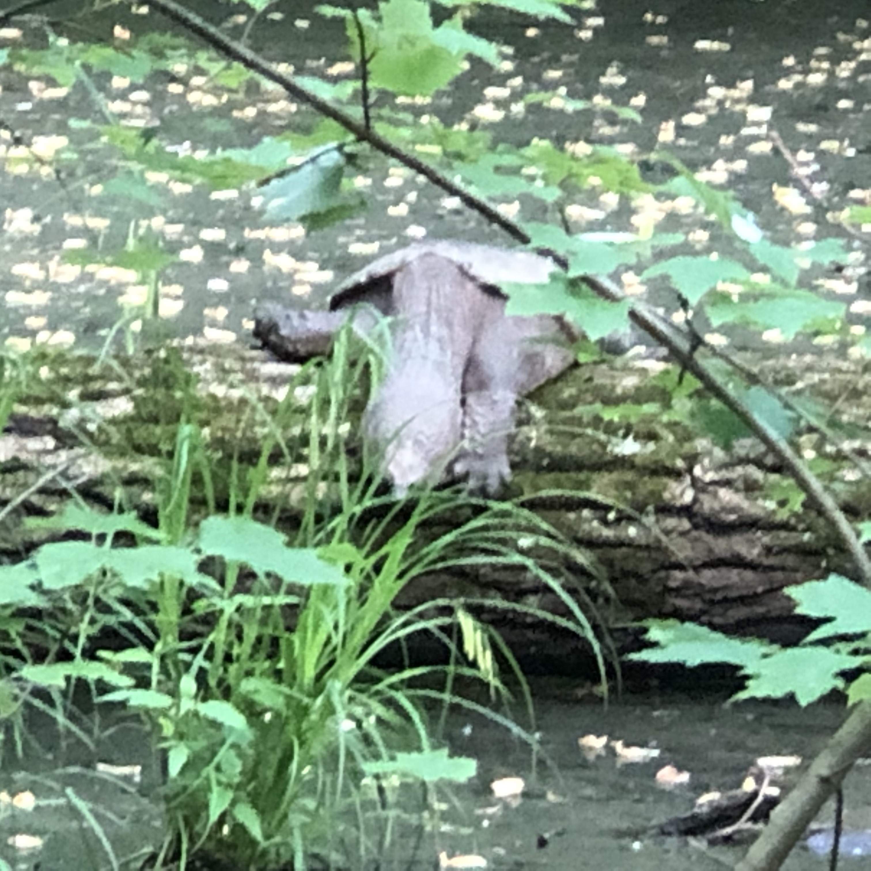 Head of a large common snapping turtle in Great Falls, VA. 