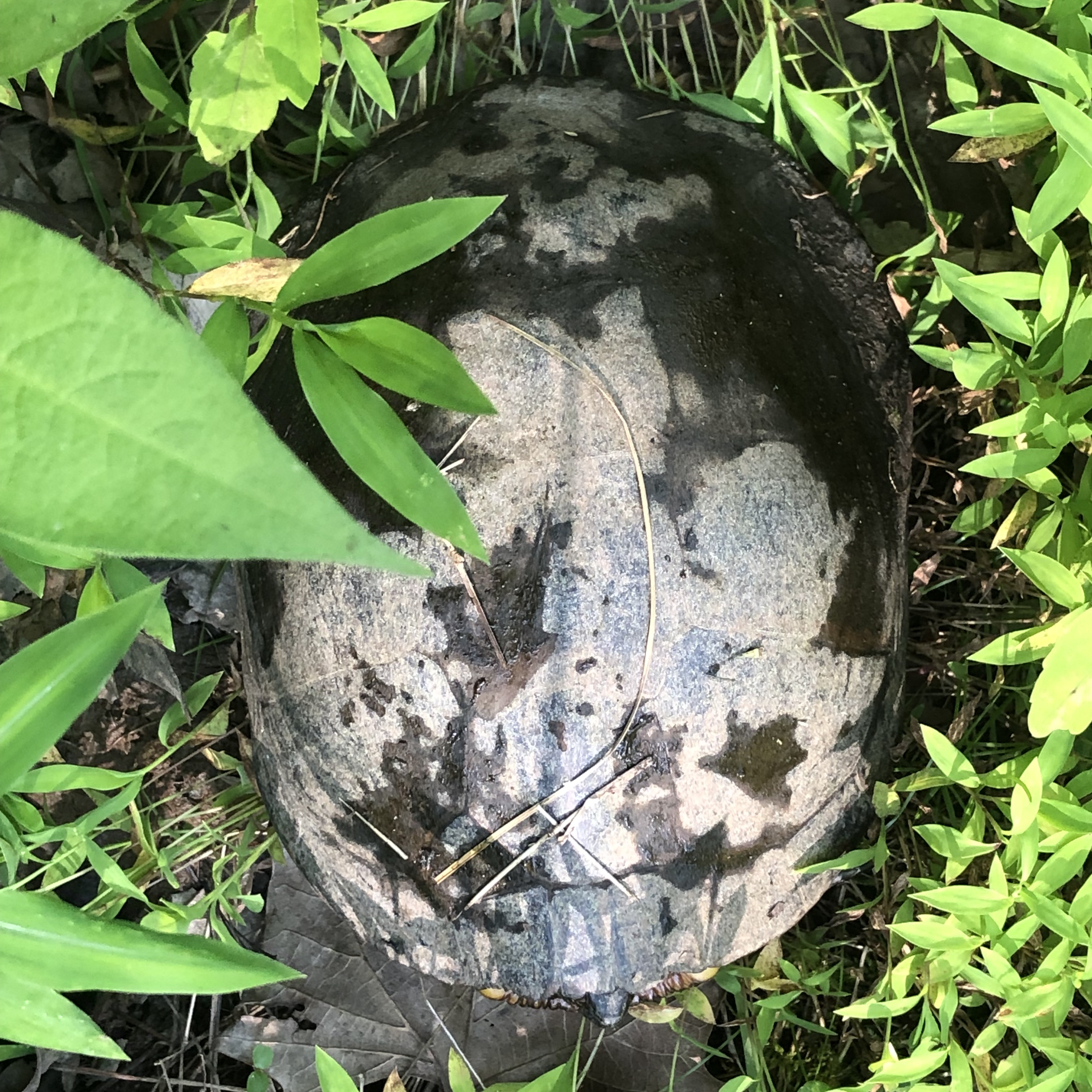 Common Snapping Turtle in Great Falls, VA