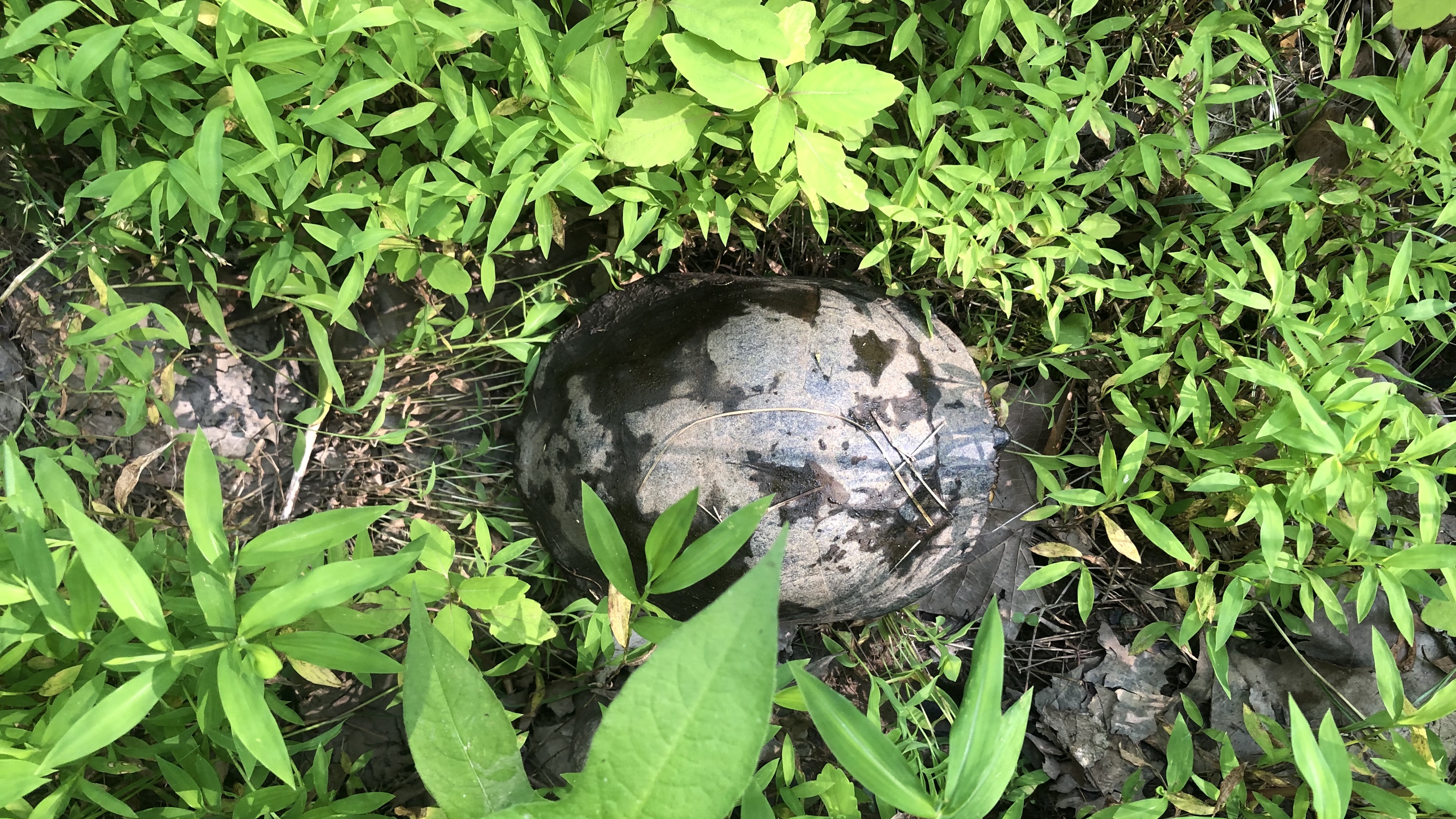 Common Snapping turtle hiding in the grass. 