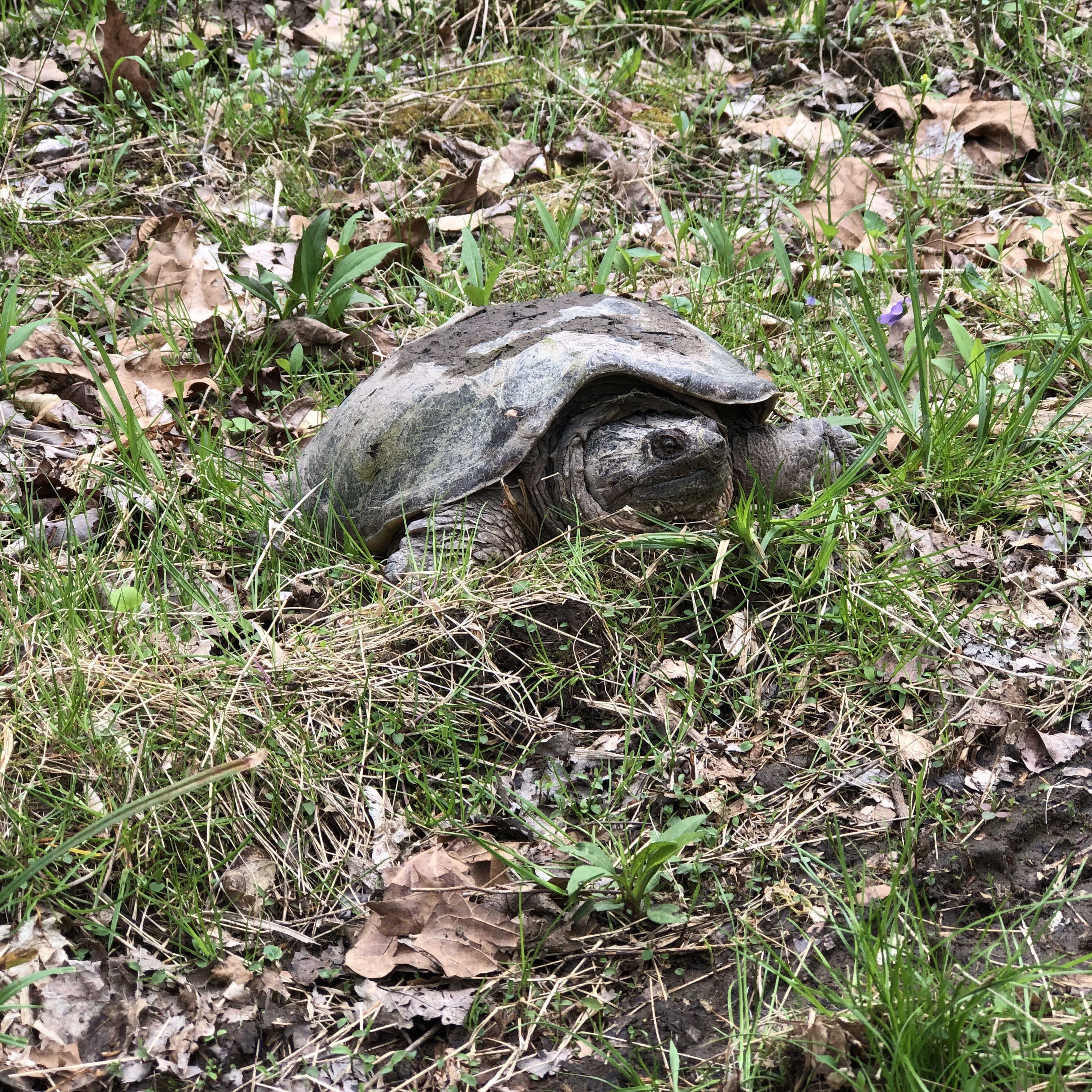 Close up of a common snapping turtle in Great Falls, VA.