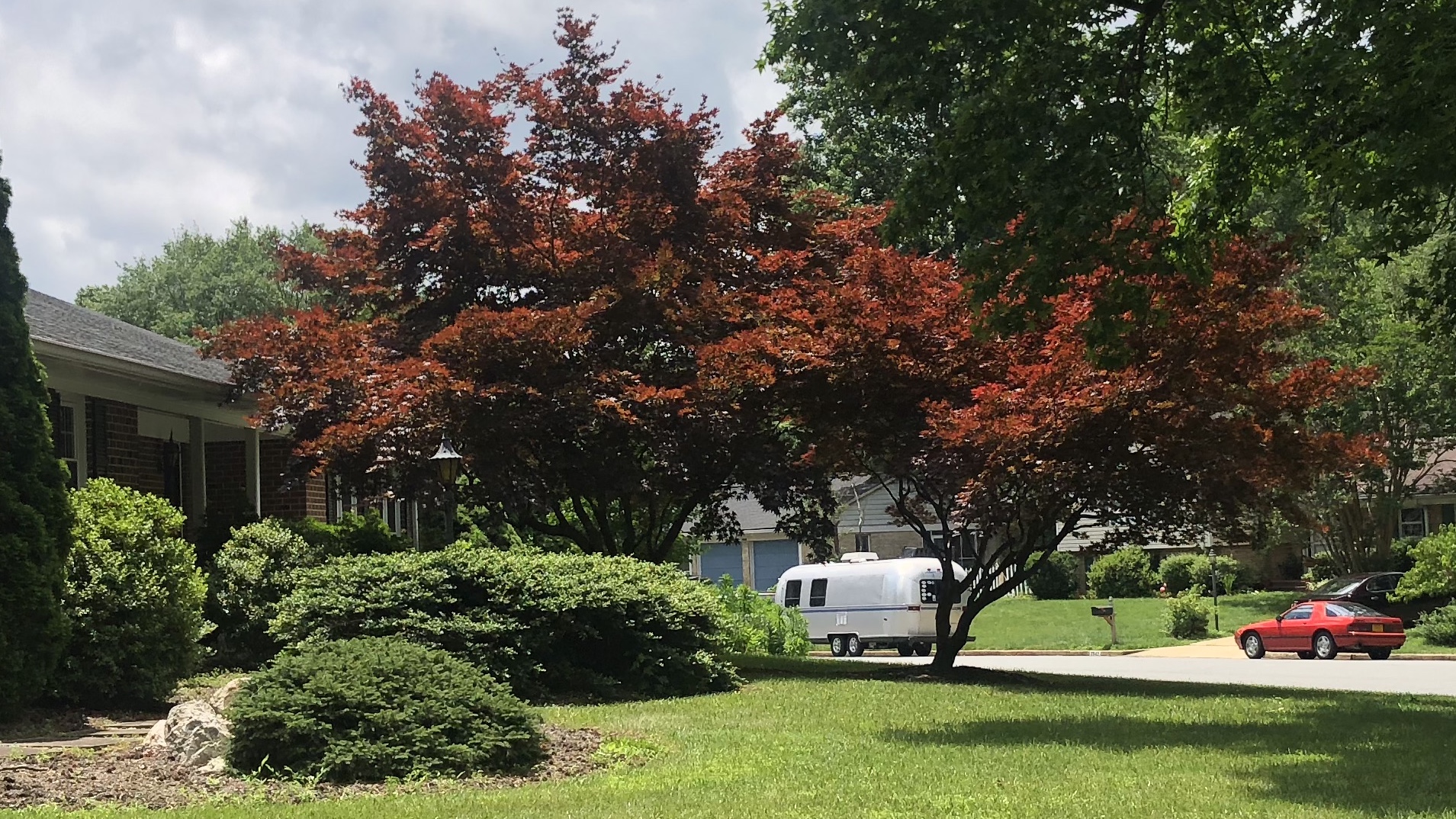 Two spectacular Japanese Maples in Vienna, VA. 