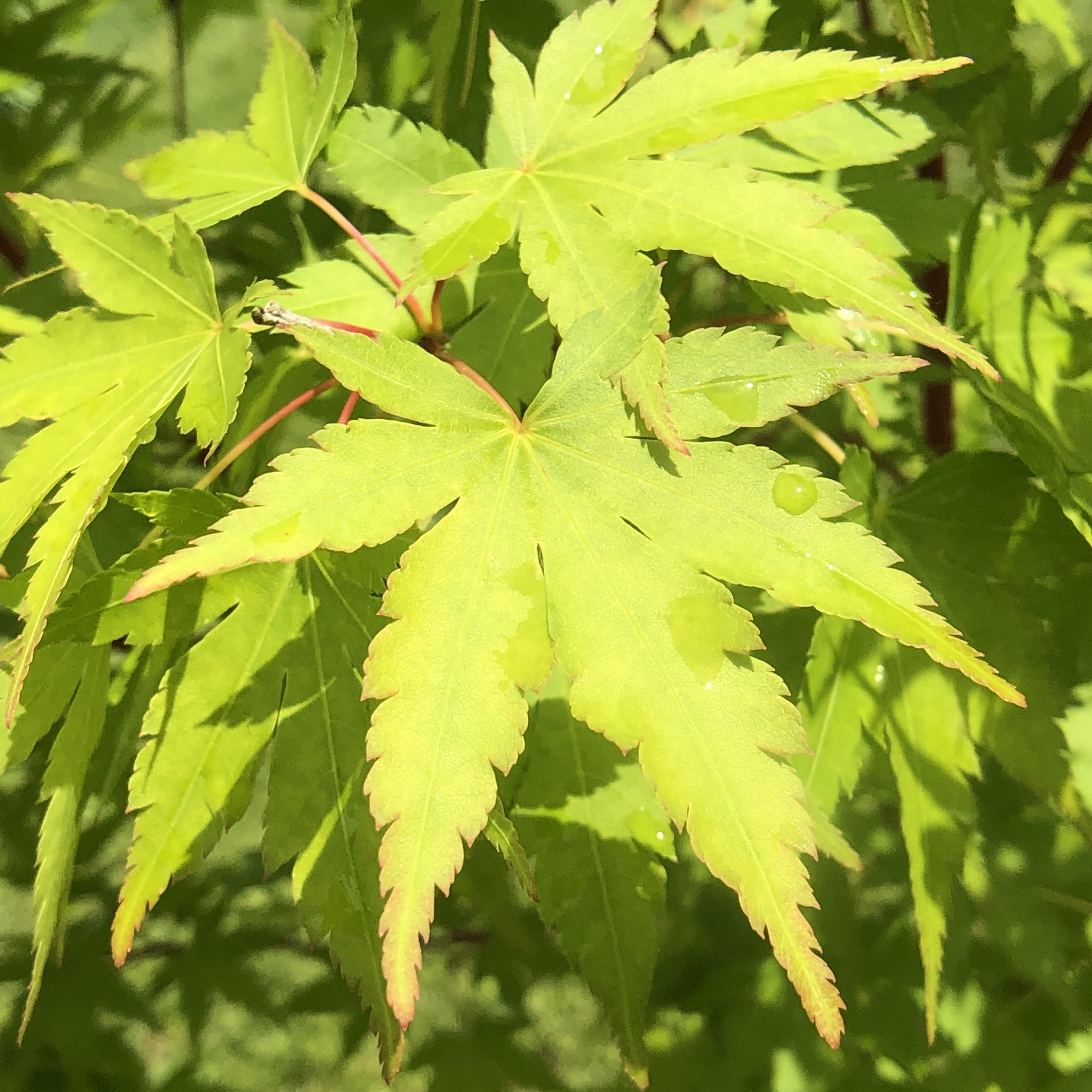 Various shapes and sizes of Japanese Maple leaves