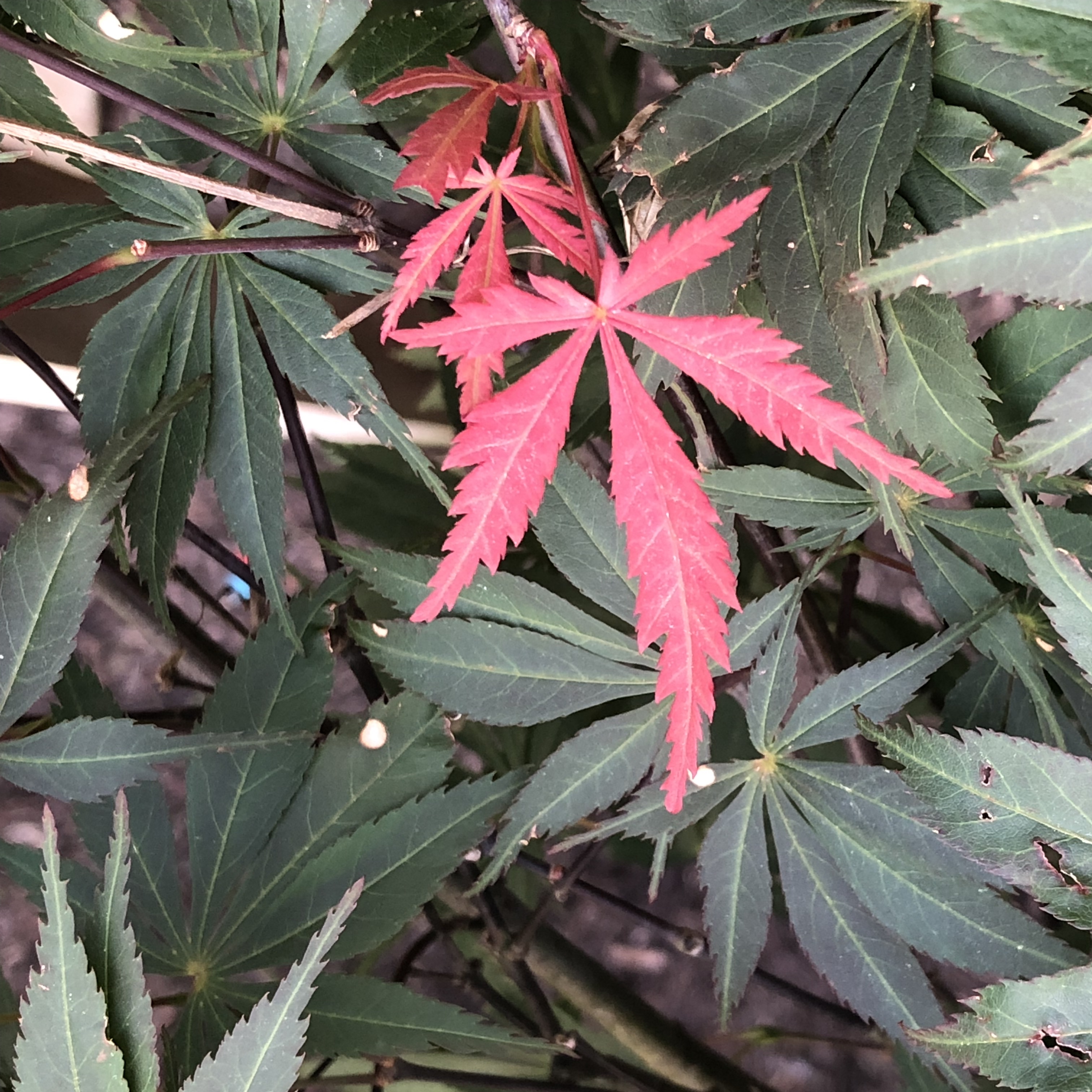 Various colors and shapes of maple leaves