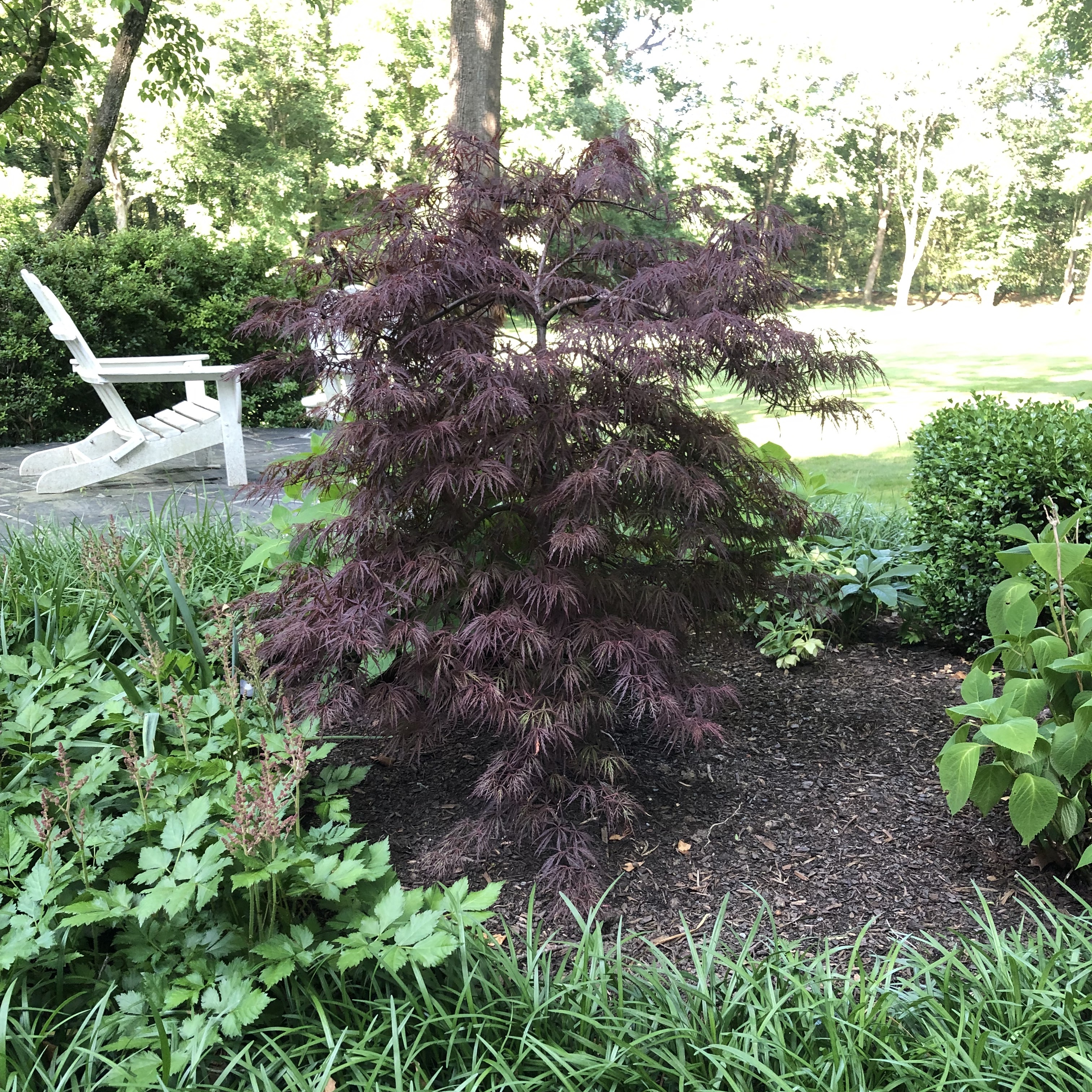 Maple with upright growing pattern