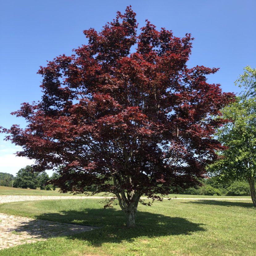 Japanese Maple