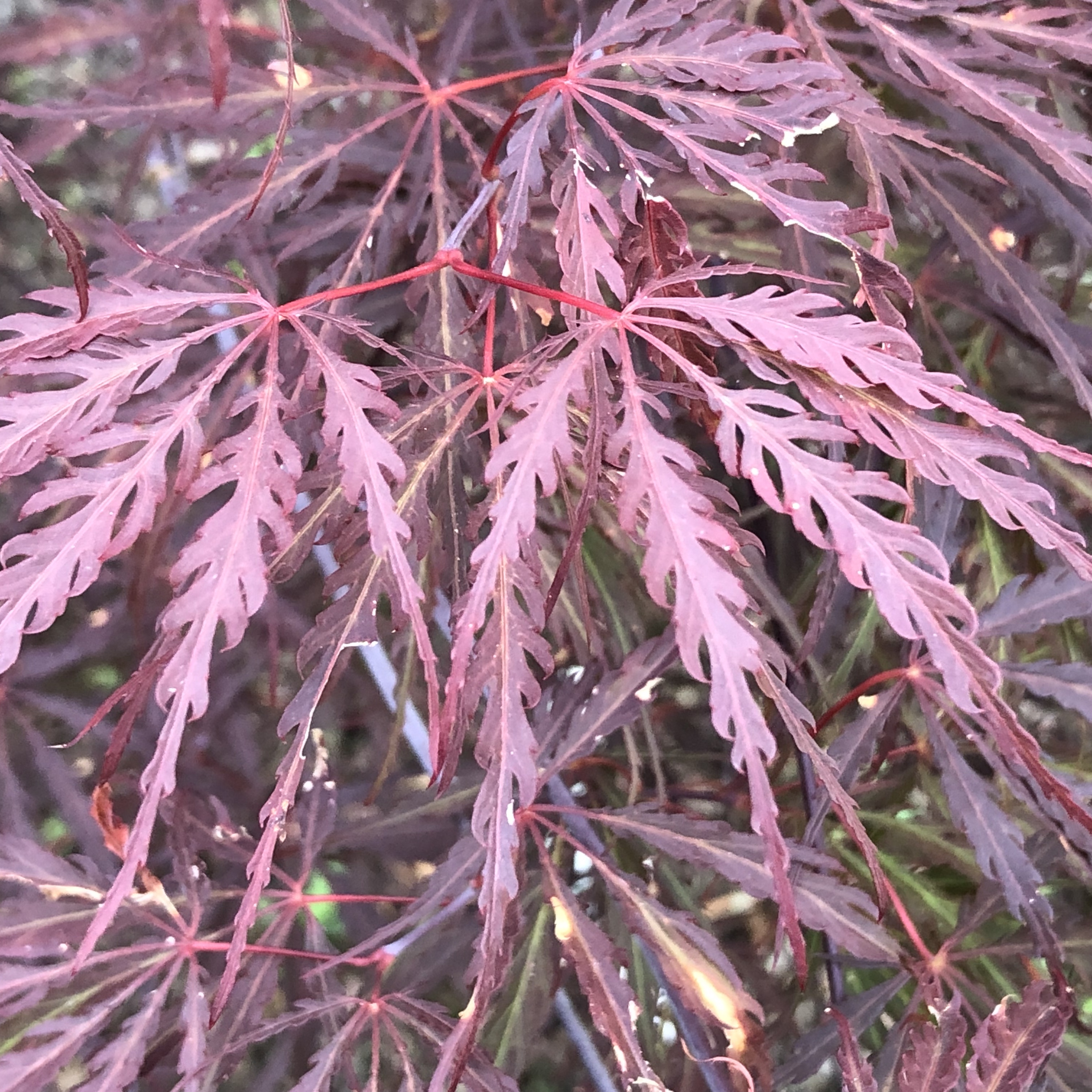 Choosing the right Japanese Maple