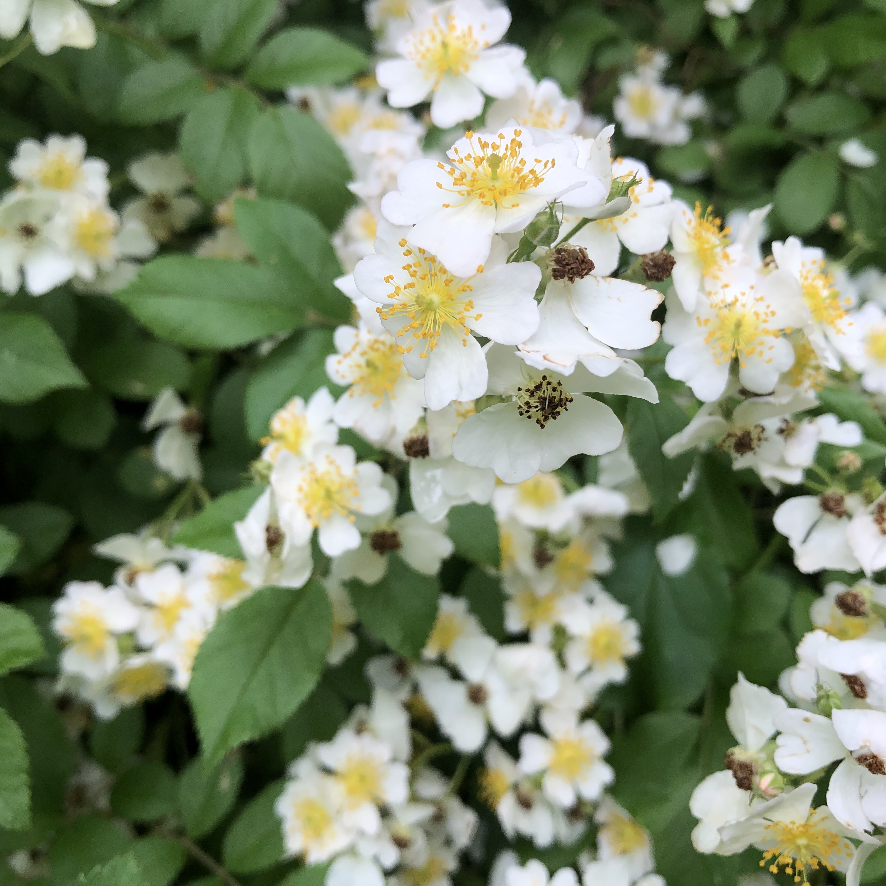 Stages of flower growth and seeding