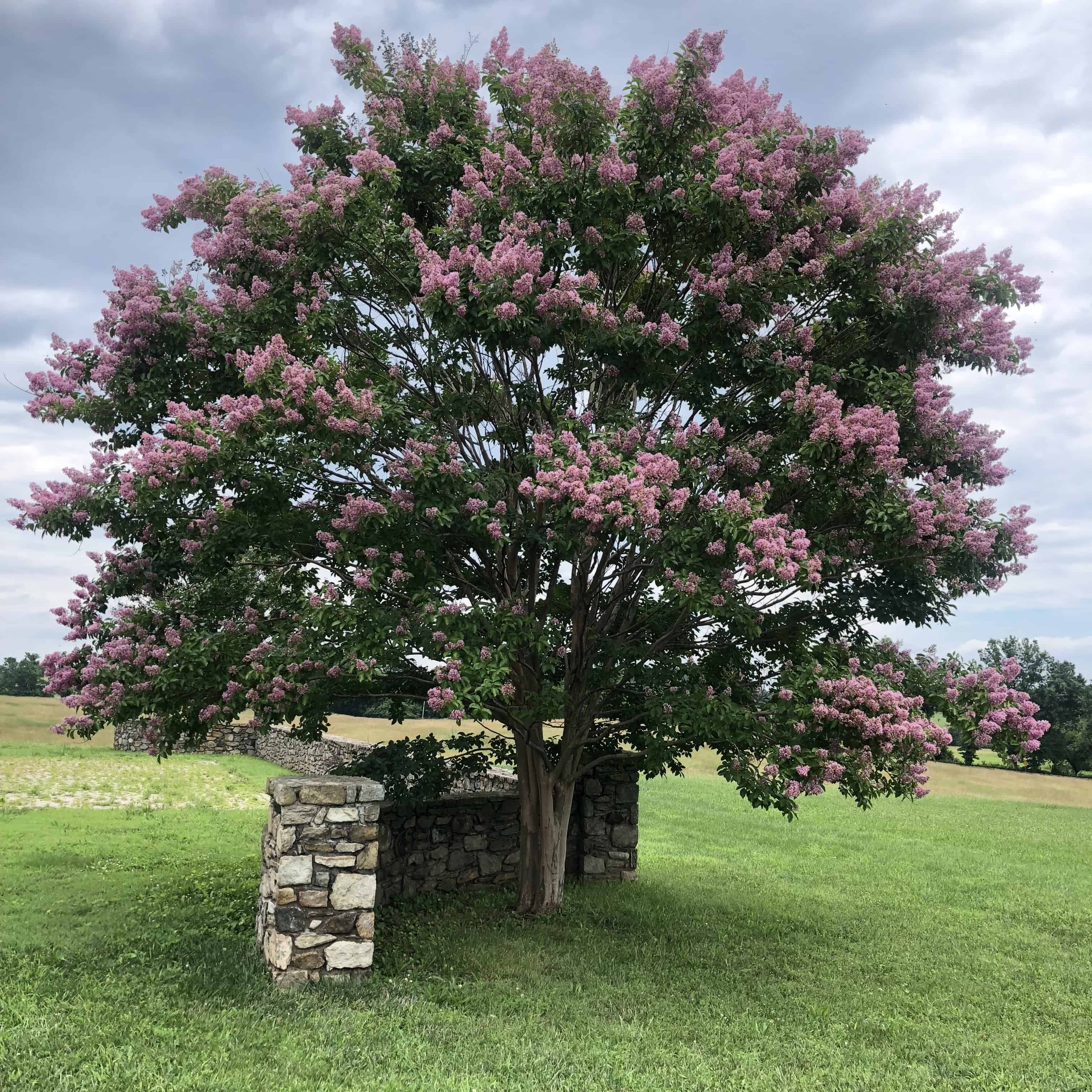 Lovely pink crepe myrtle used in landscaping in the Plains, VA