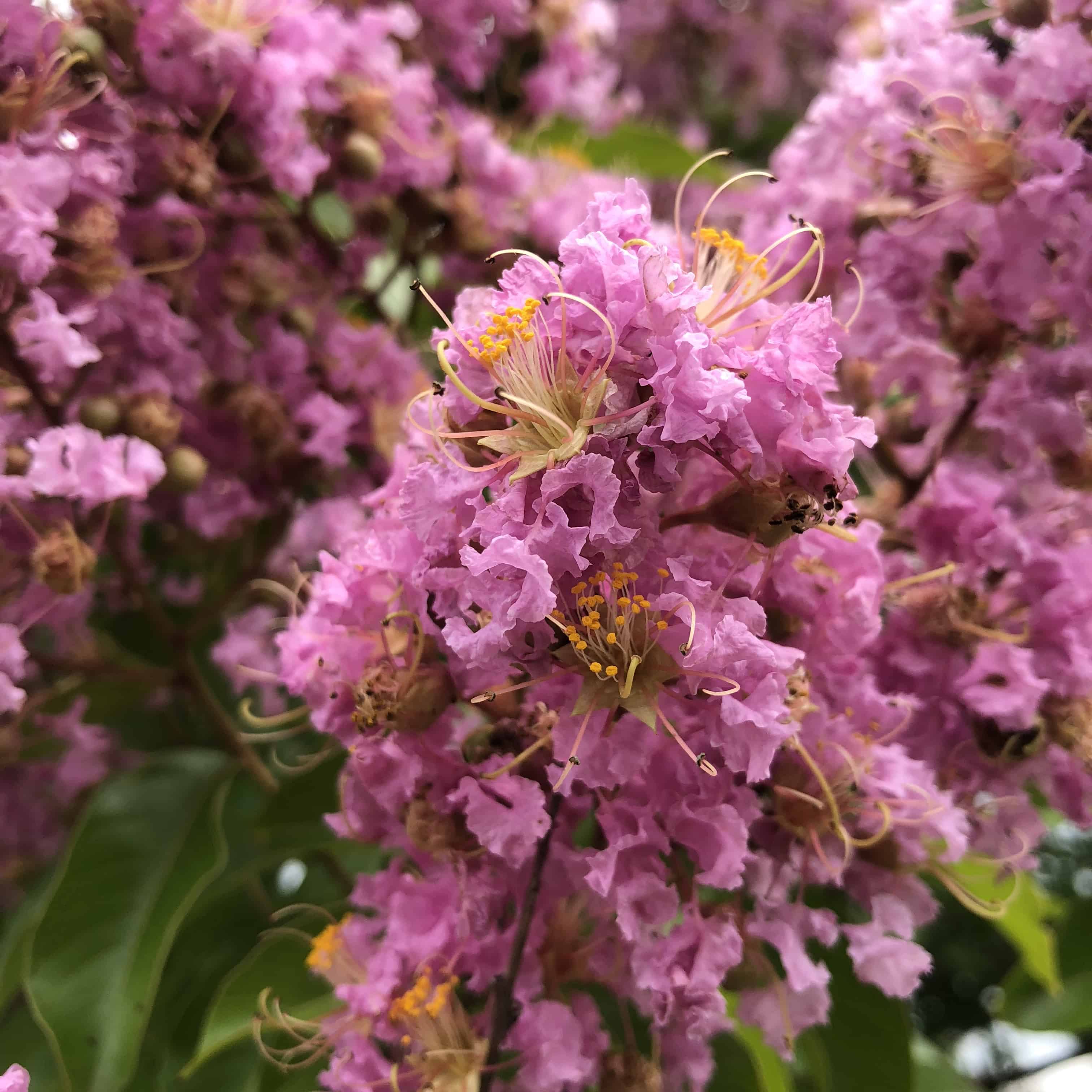 Pink crepe myrtle flowers showing the characteristic crepe.