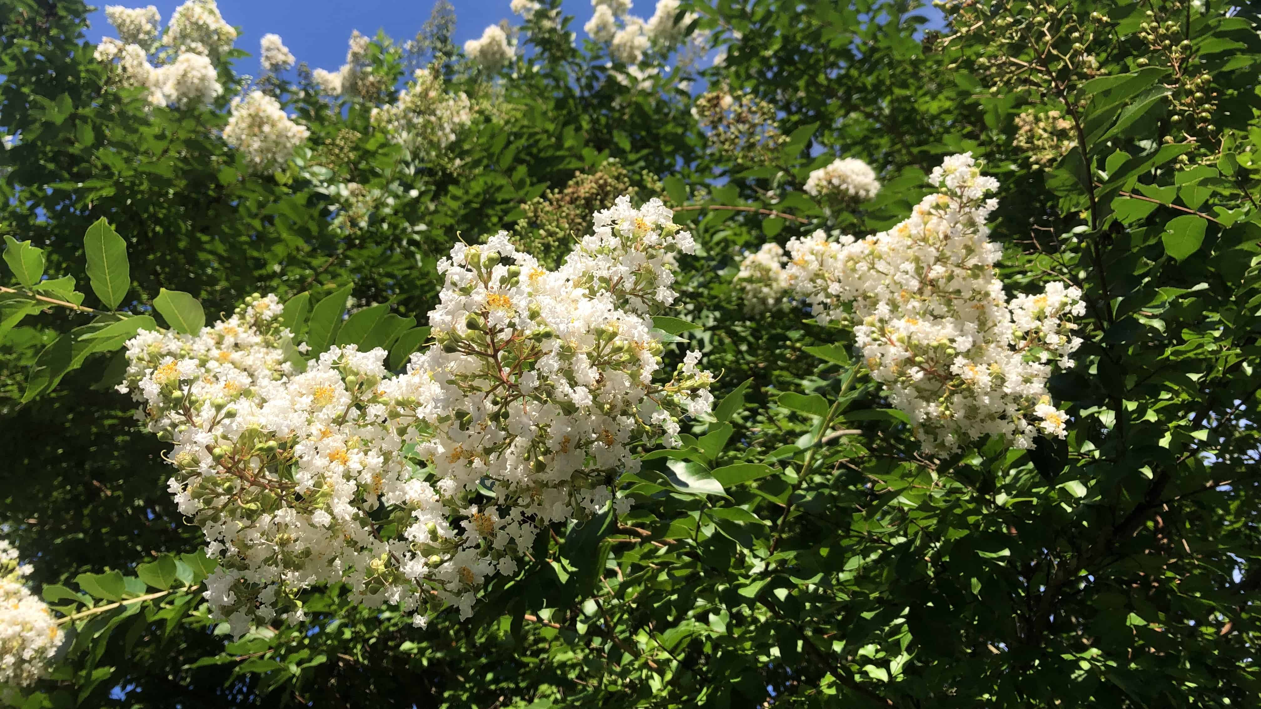 Pink crepe myrtle flowers showing the characteristic crepe.