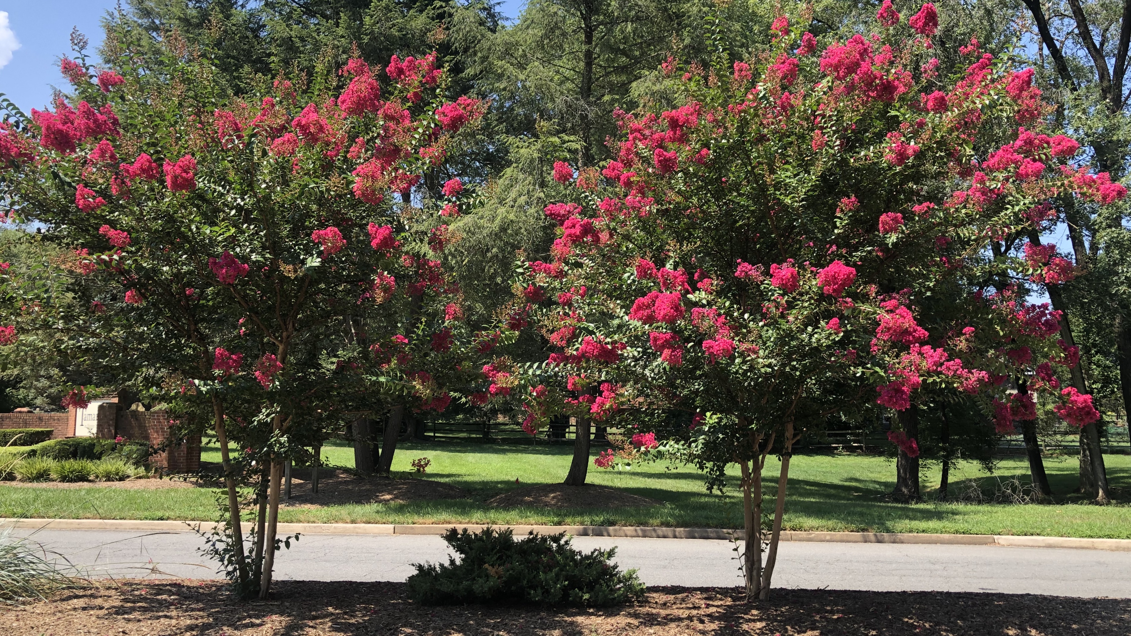 Crepe Myrtle tress in Vienna, VA