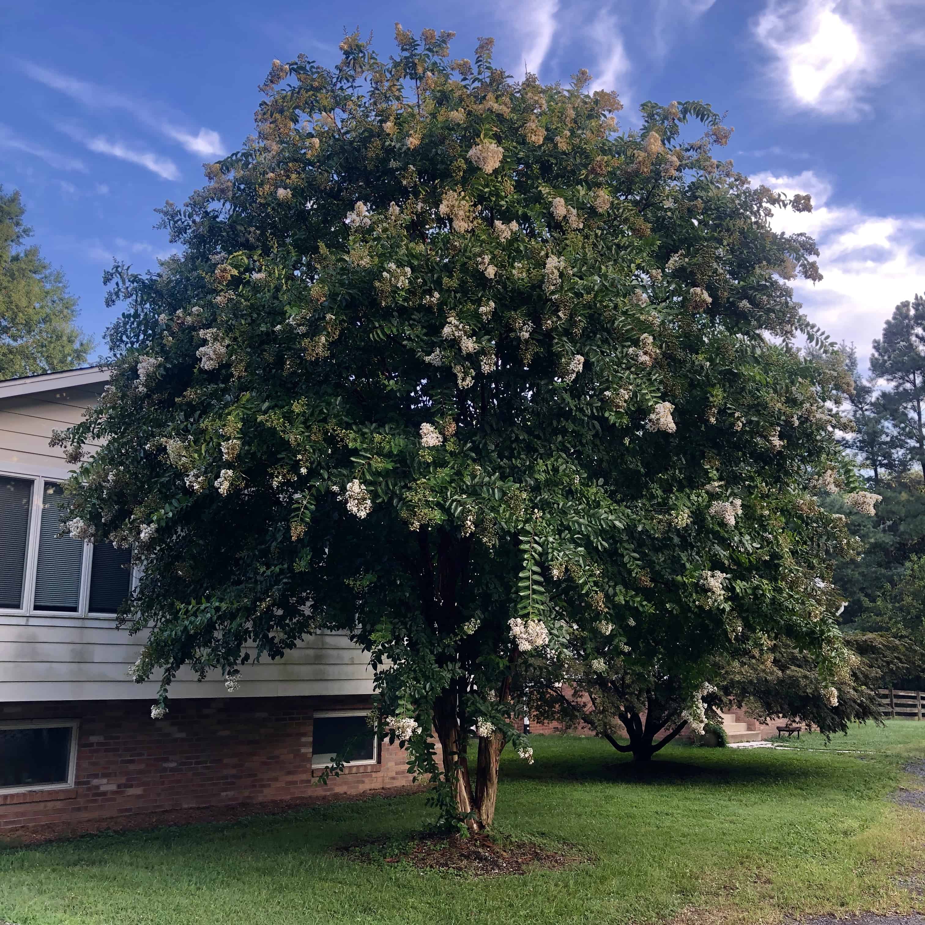 Large crepe myrtle at the end of it's flowering season. 